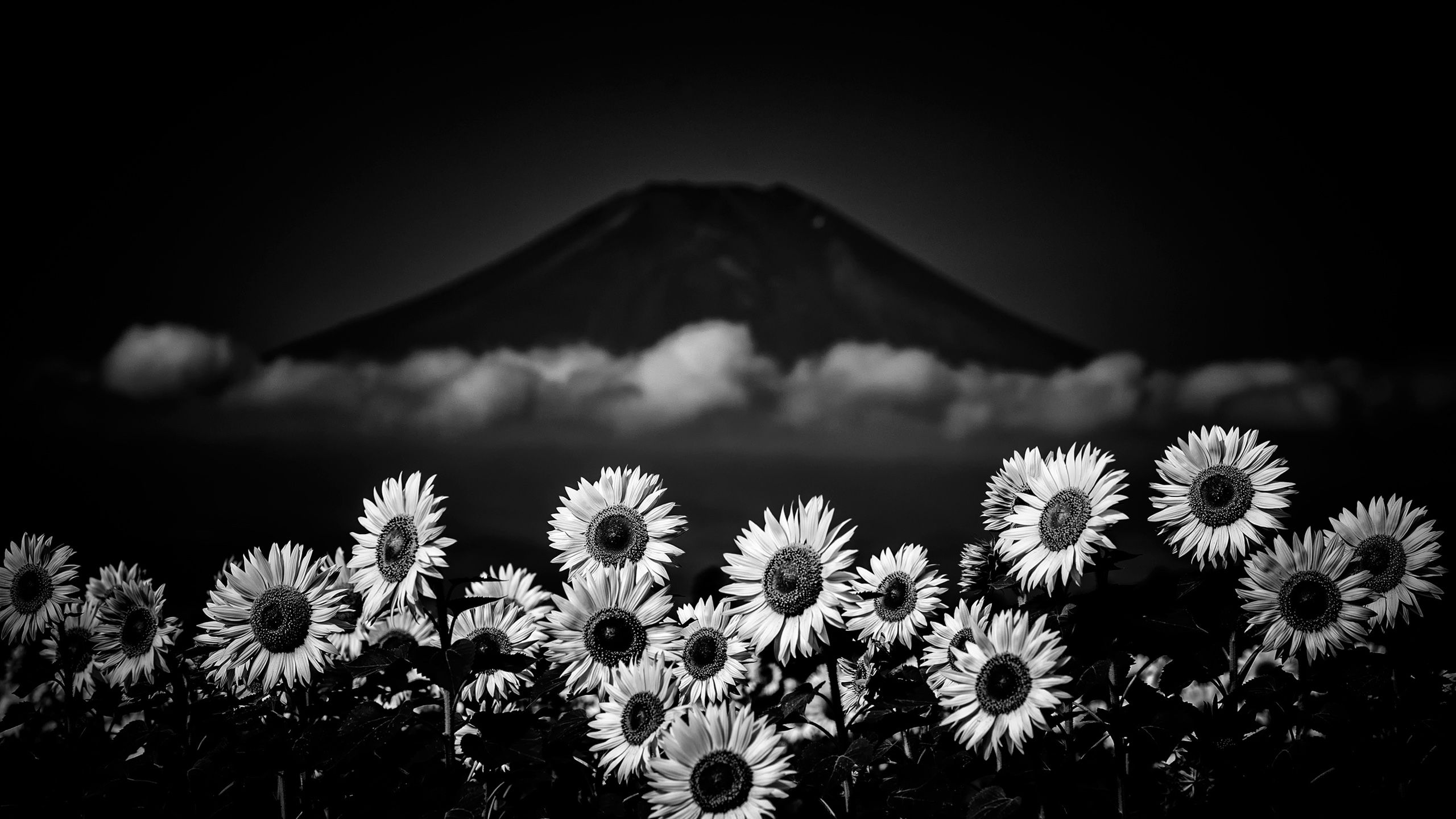 2560x1440 Black And White Picture Of Sunflowers During Nighttime HD Flowers Wallpaper