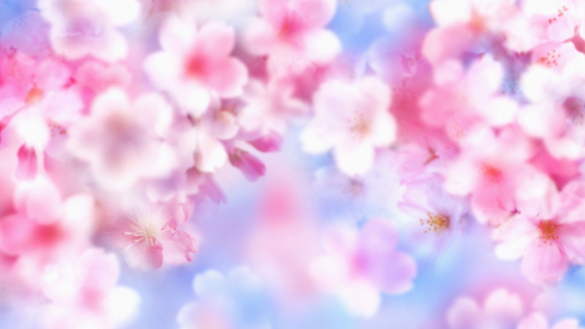 1920x1080 Pink Blossoms 4K UHD Wallpaper for UltraHD Desktop and TV : Dual Monitor : Smartphone and Tablet Devices