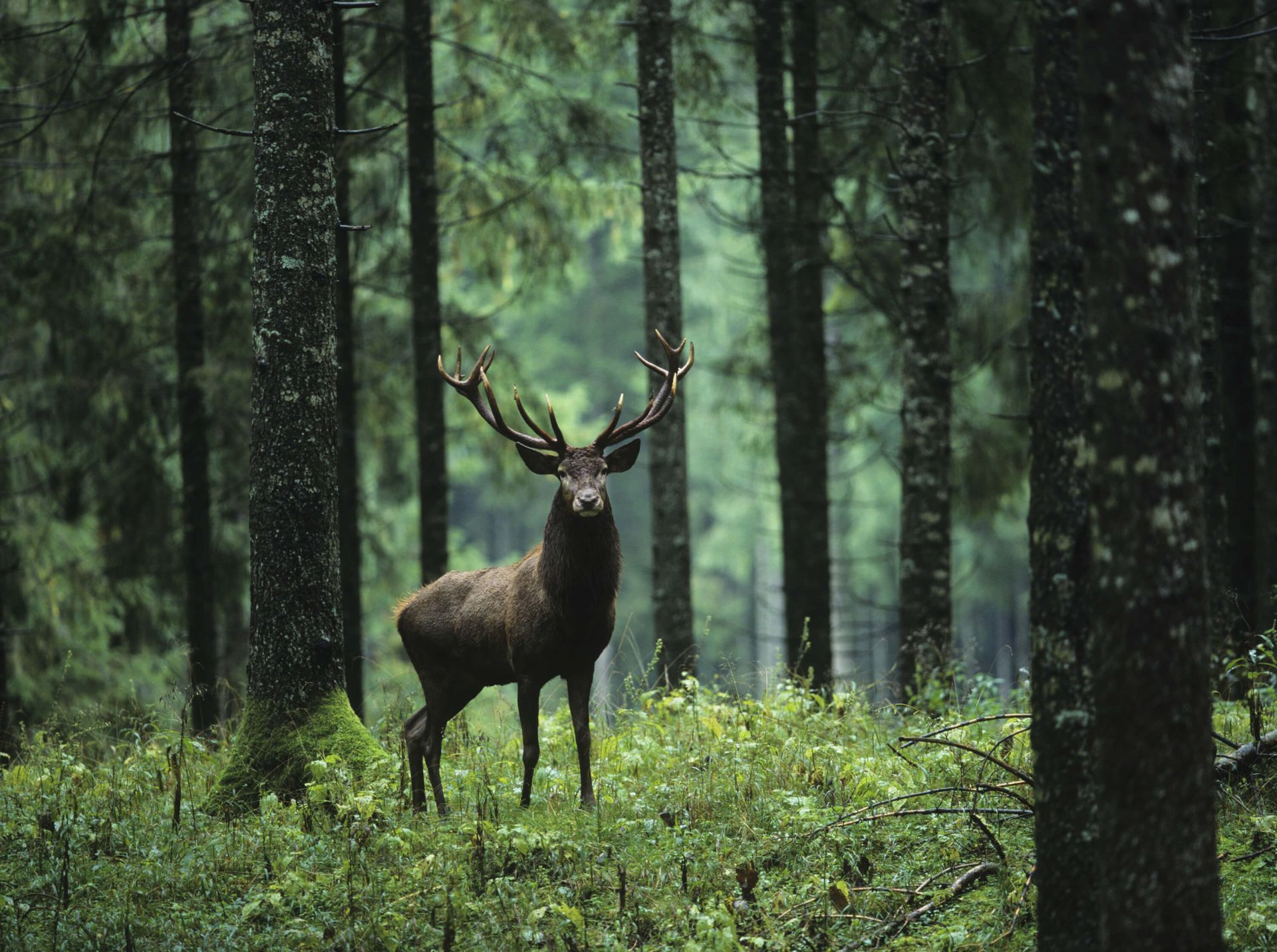 1920x1431 Big deer between trees