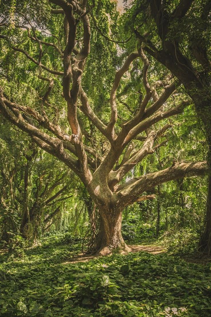 736x1104 Cottagecore Aesthetic Forest Wallpaper. Greek mythology tree, Cottagecore environment, Overgrown garden scenery