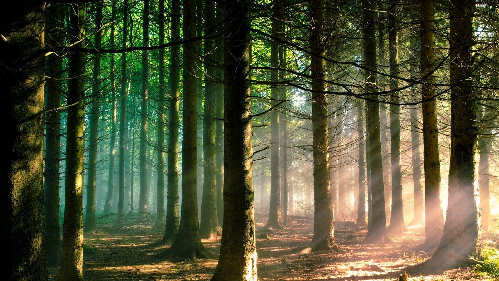 1600x900 FOREST WALLPAPERS