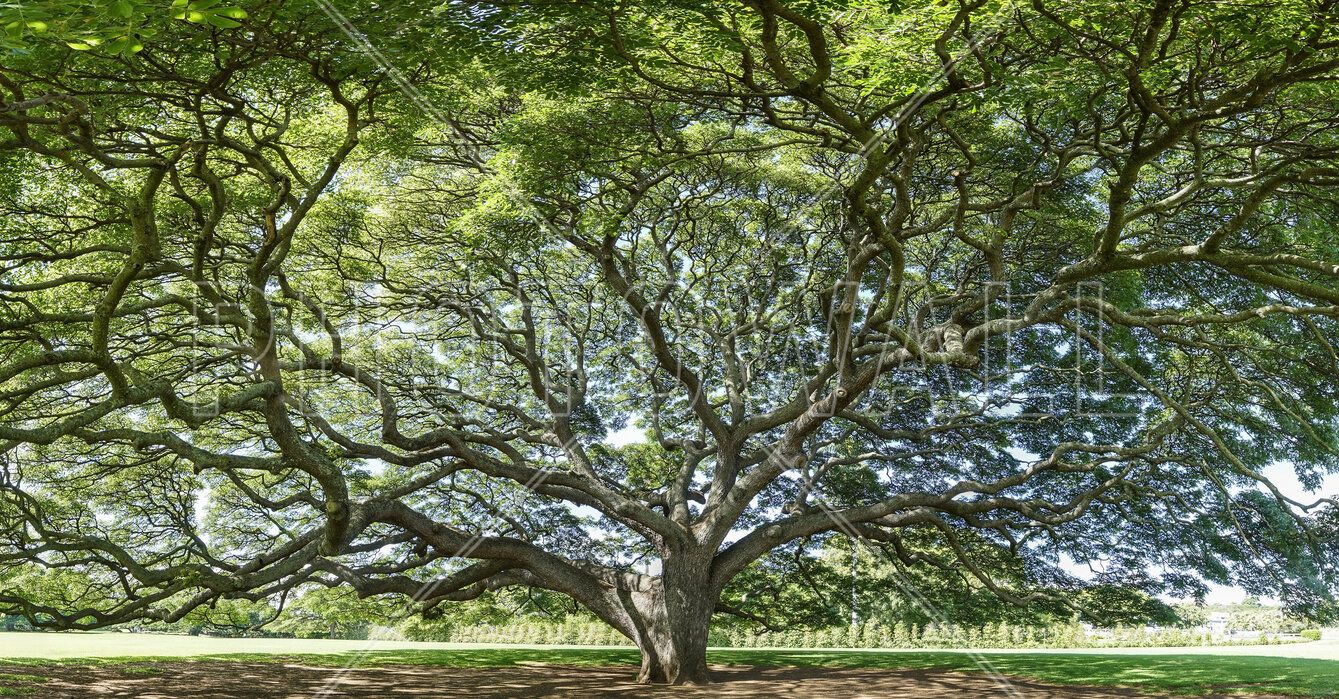 1339x699 Majestic Tree