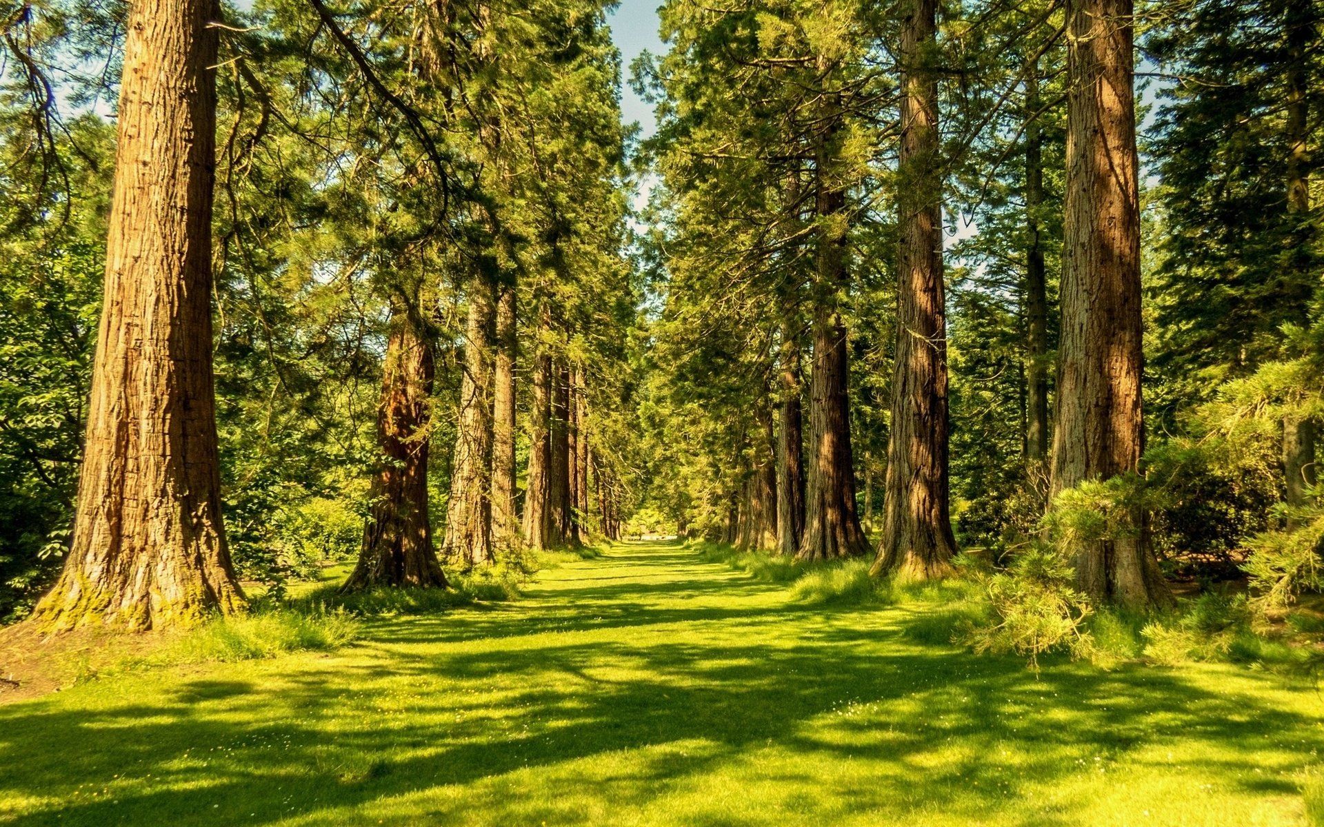 1920x1200 Download Nature Forest HD Wallpaperx1200