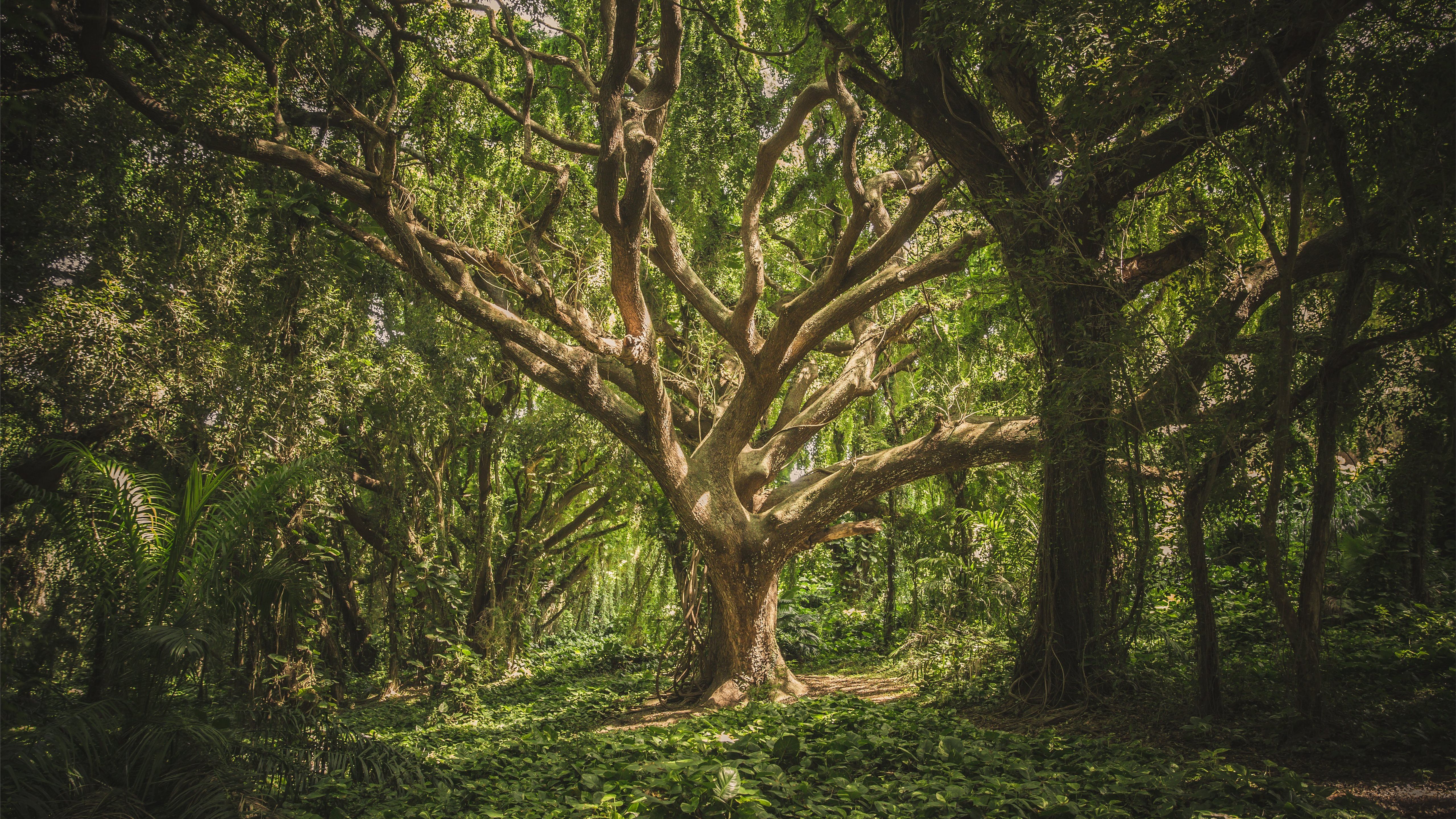 5120x2880 large tree in middle of forest during daytime MacBook Air Wallpaper Download