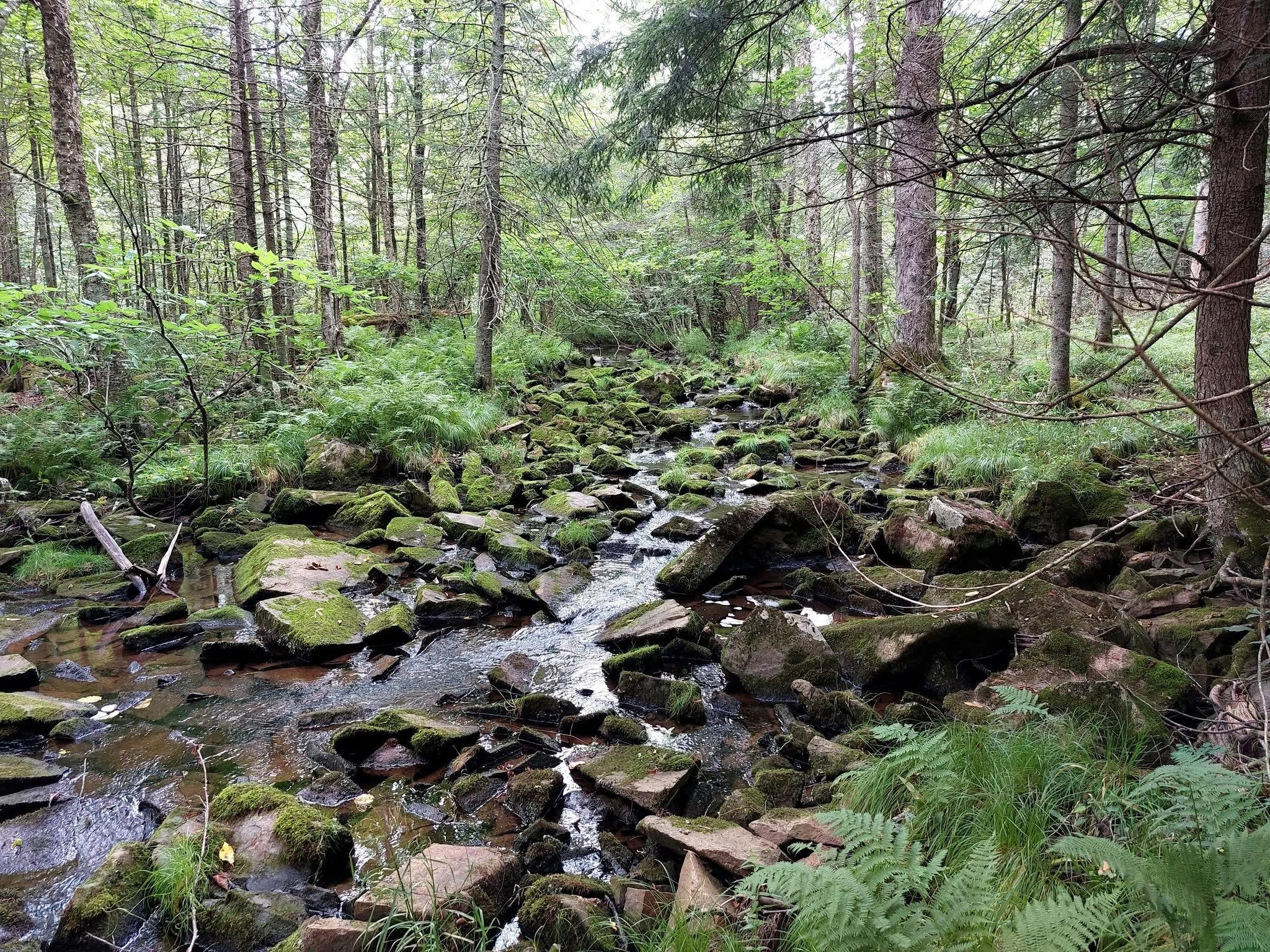 2048x1536 New central Wisconsin nature preserve opens along protected trout stream