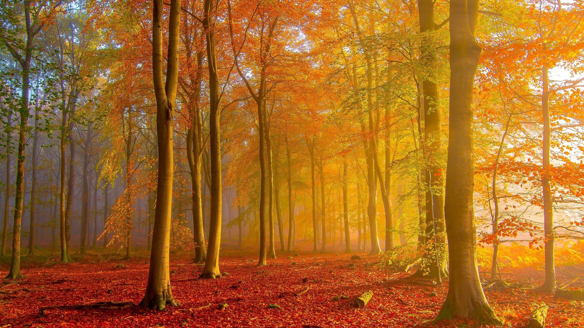 1920x1080 4K Ultra HD Fall Forest: Nature's Golden Glowx3359