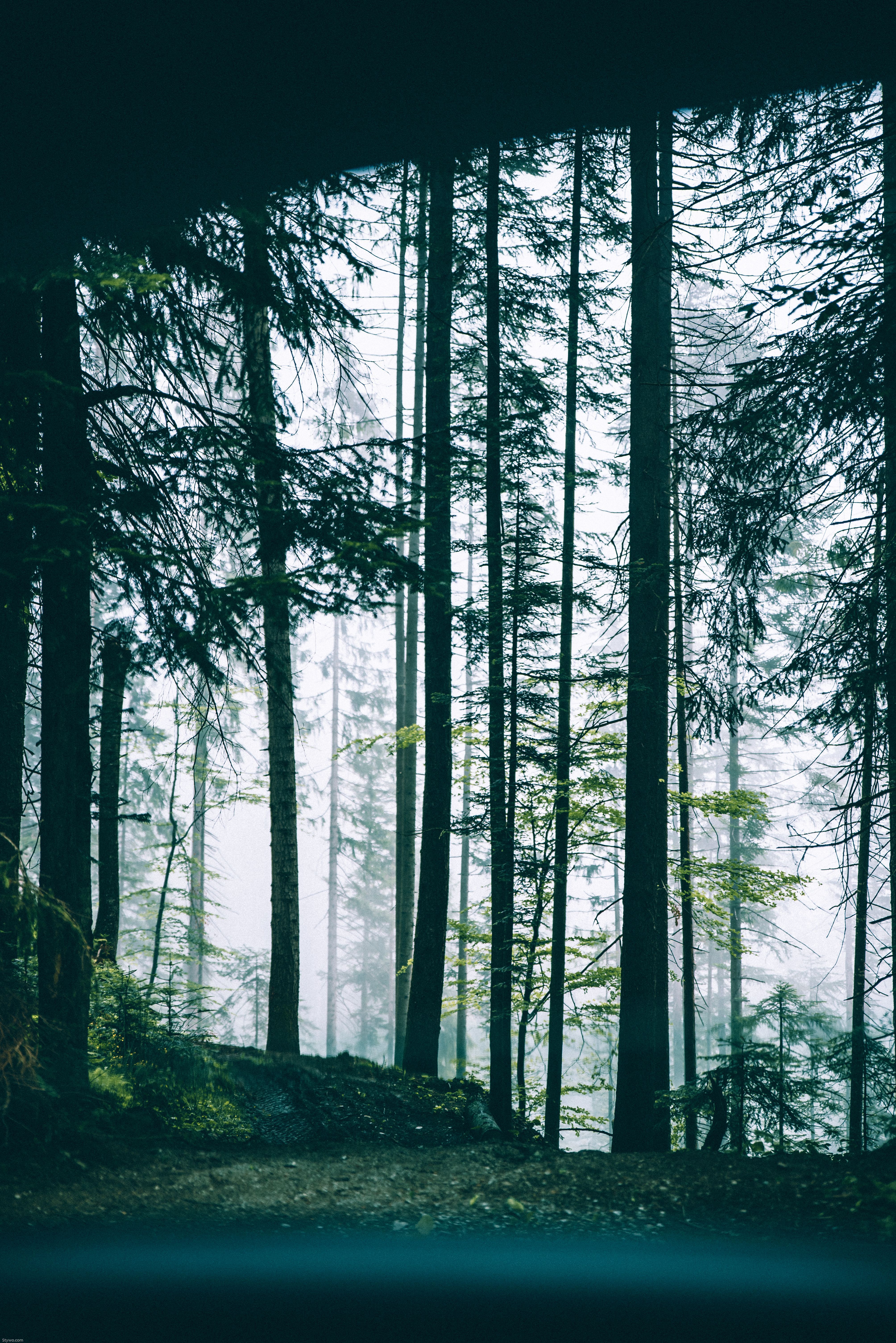 4016x6016 Forest Wallpaper Photo, Download The BEST Free Forest Wallpaper & HD Image