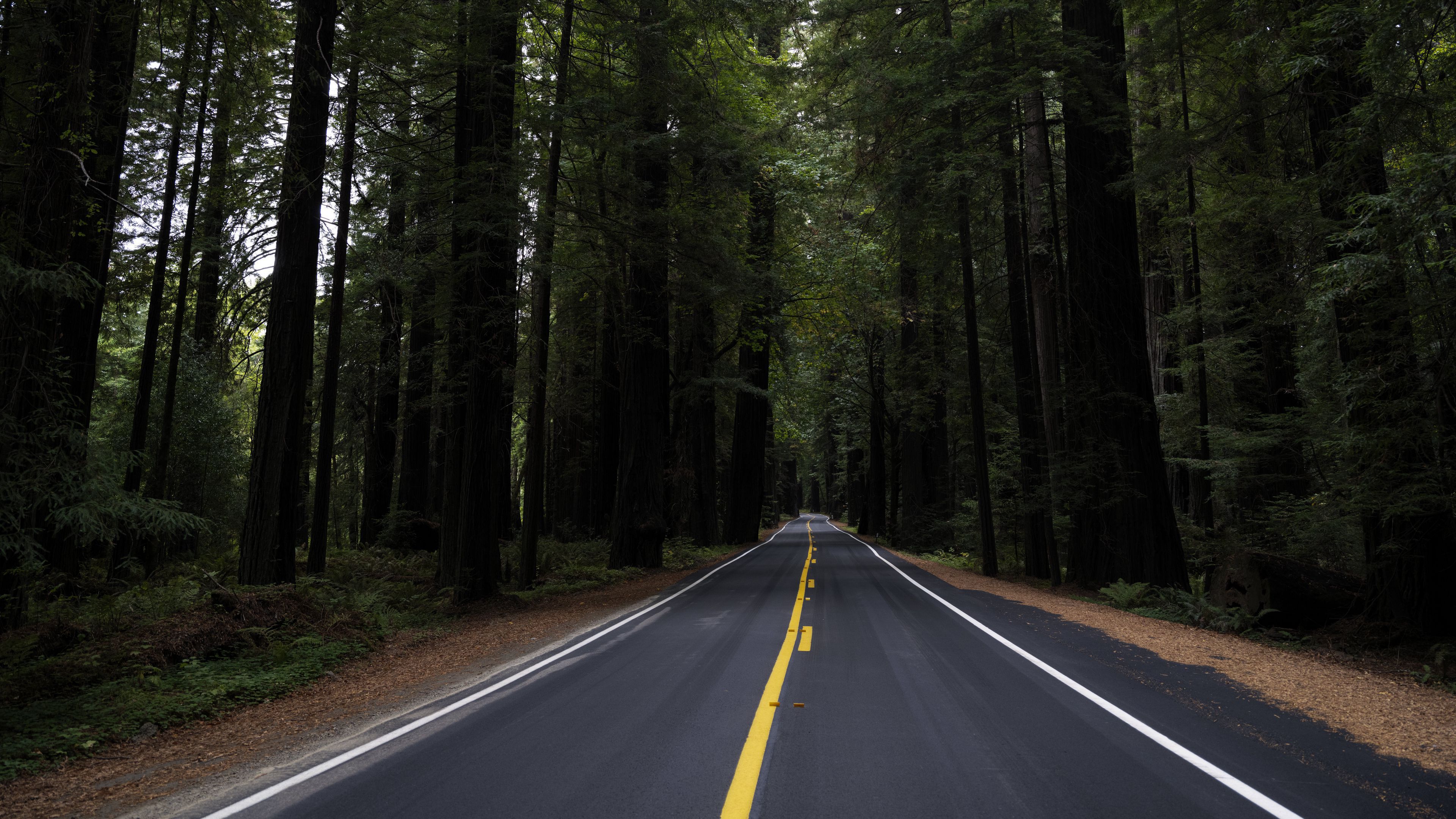 3840x2160 Road Between Big Green Trees During Evening Time 4K HD Nature Wallpaper