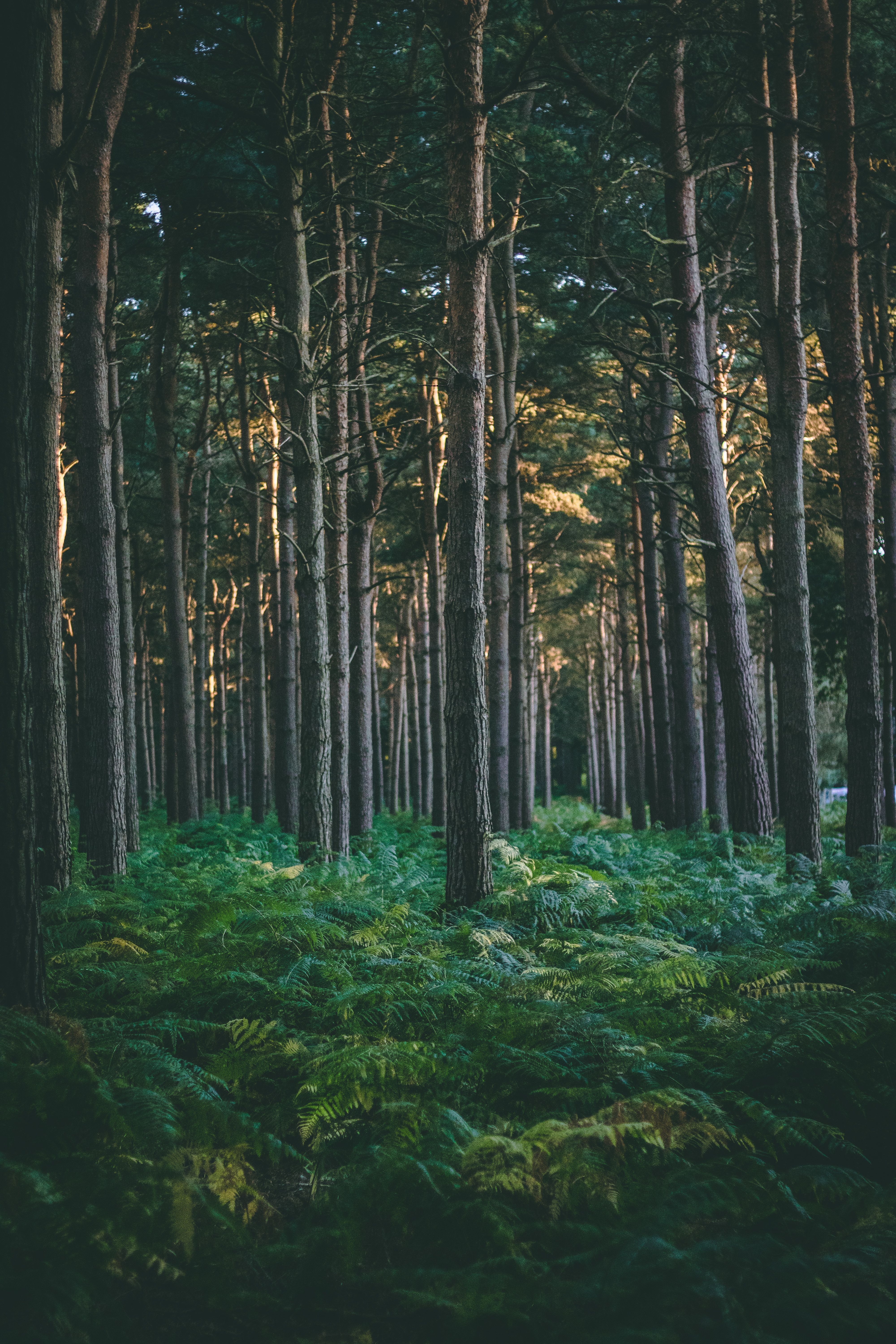 4000x6000 Forest Wallpaper Photo, Download The BEST Free Forest Wallpaper & HD Image