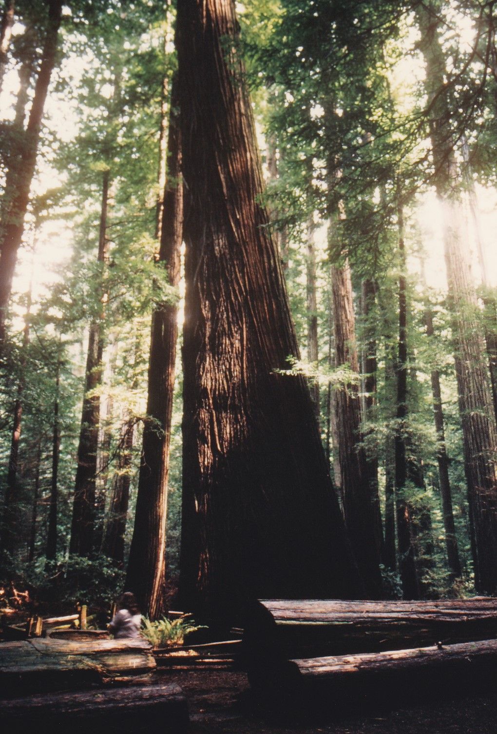 1020x1504 PlacesPages: 1992 California Trip: Big Trees Area