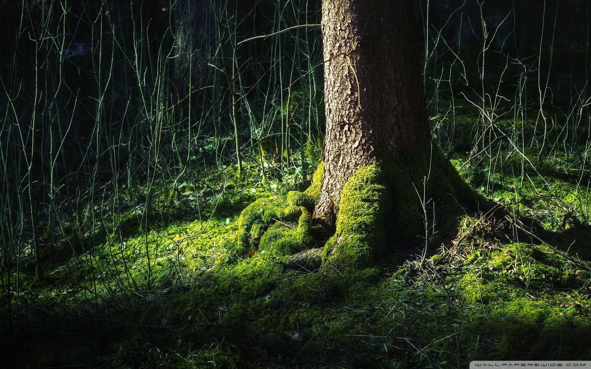 1920x1200 Forest Moss 4K UHD Wallpaper for UltraHD Desktop and TV : Widescreen and UltraWide Display : Smartphone and Tablet Devices
