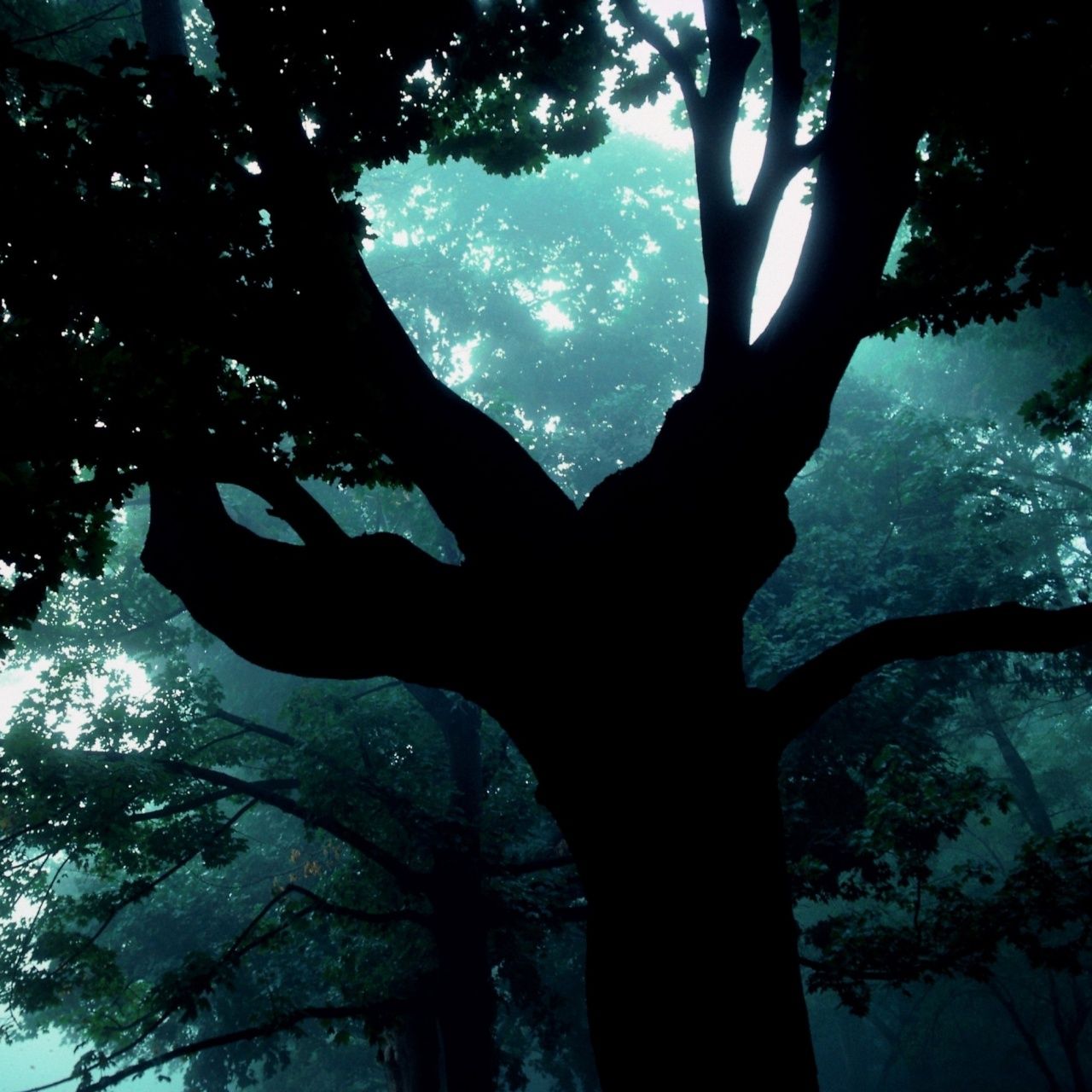 1280x1280 Dark Forest Tree 4K UHD Wallpaper for UltraHD Desktop and TV : Widescreen and UltraWide Display : Smartphone and Tablet Devices