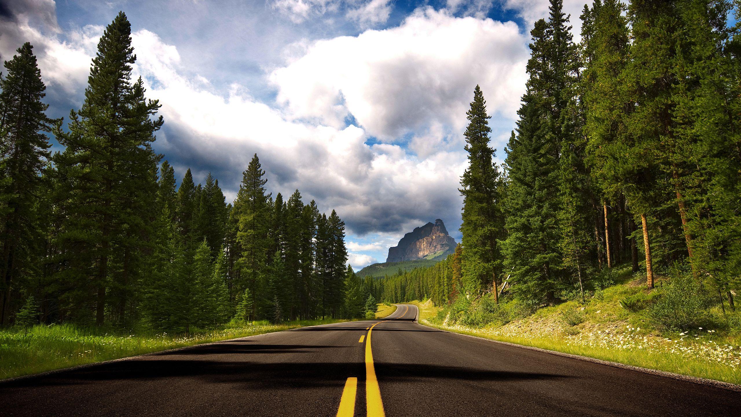2560x1440 Forest Road Wallpaper