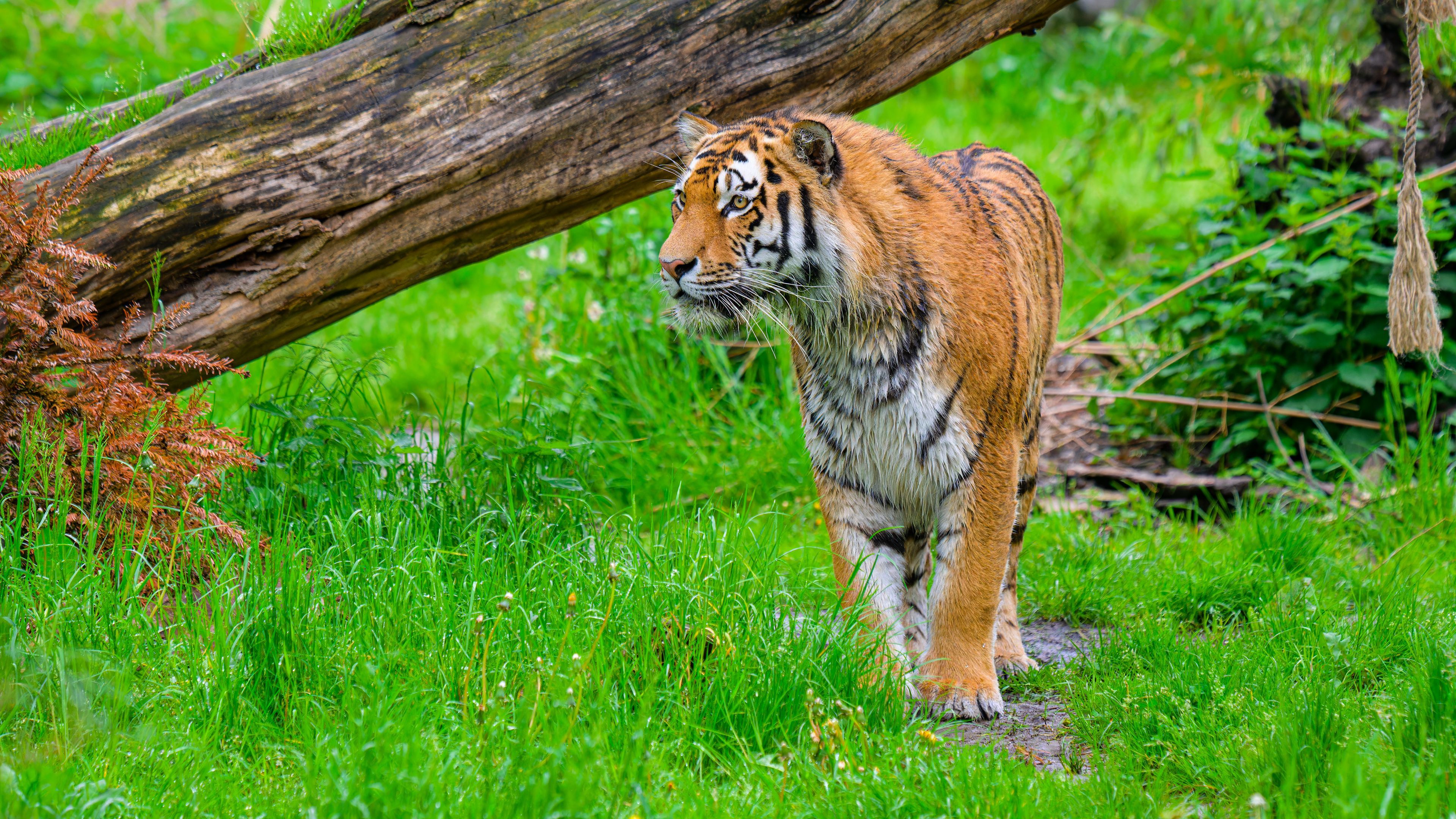 3840x2160 Tiger Predator Stare Eyes Big Cat Grass Wildlife Wallpaper Tree Trunk Background 4K HD Tiger Wallpaper