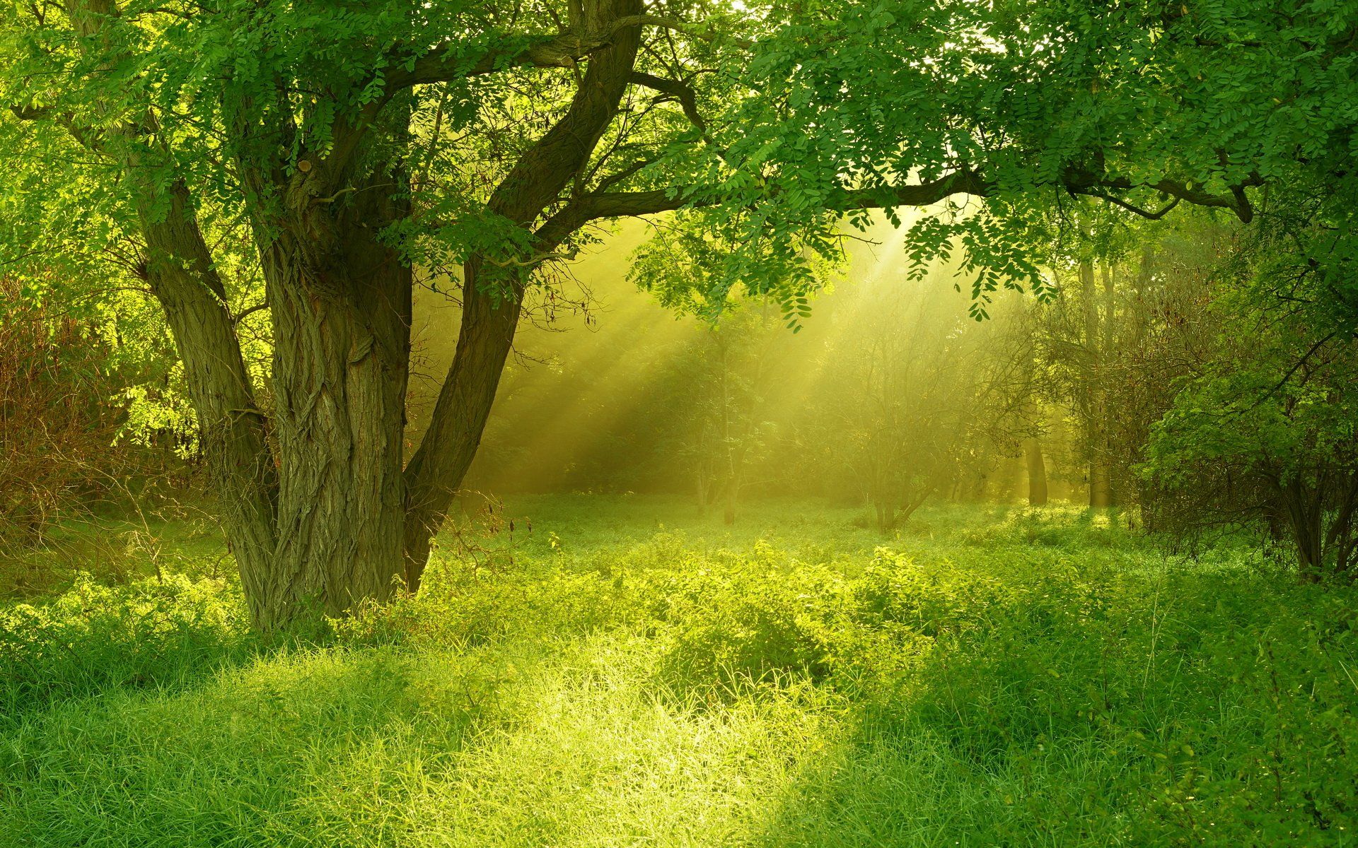 1920x1200 Serene Forest Glow