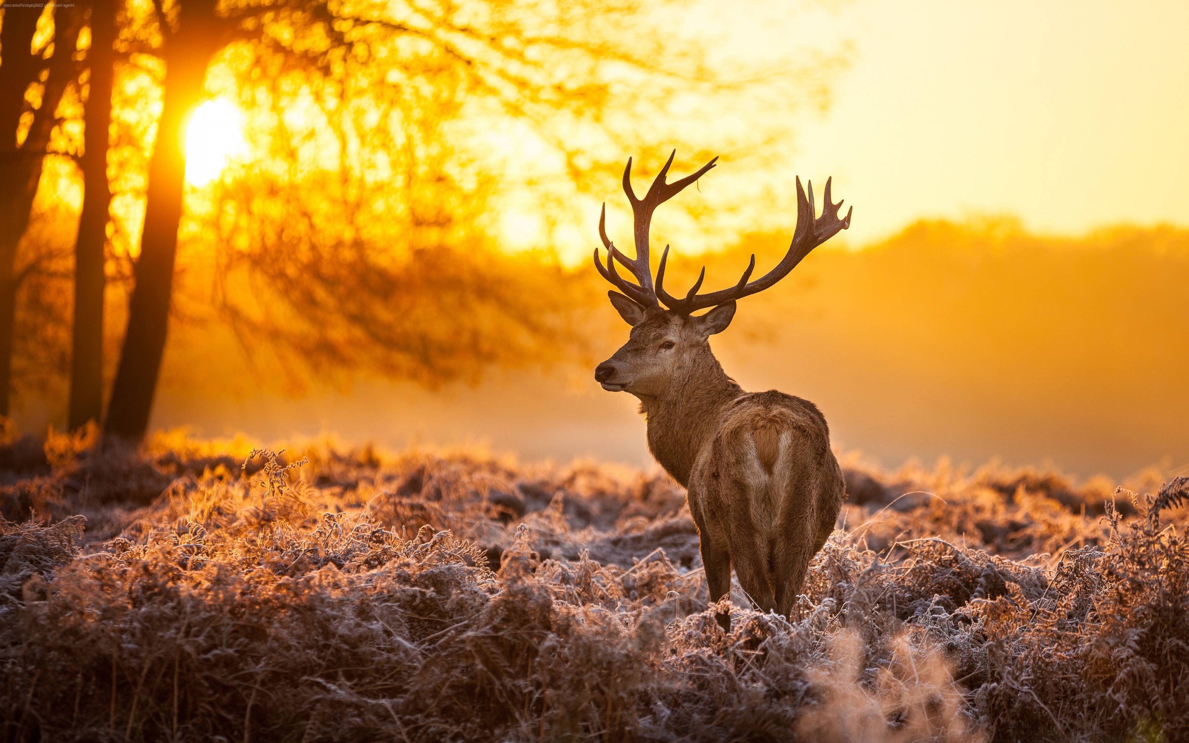 3840x2400 Wildlife Computer Background .