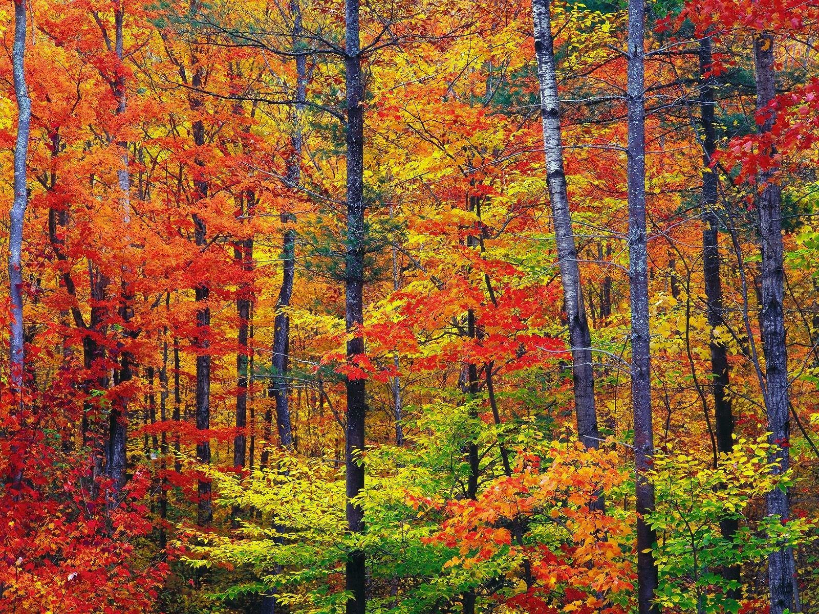 1600x1200 New Hampshire fall foliage: Here's where to go