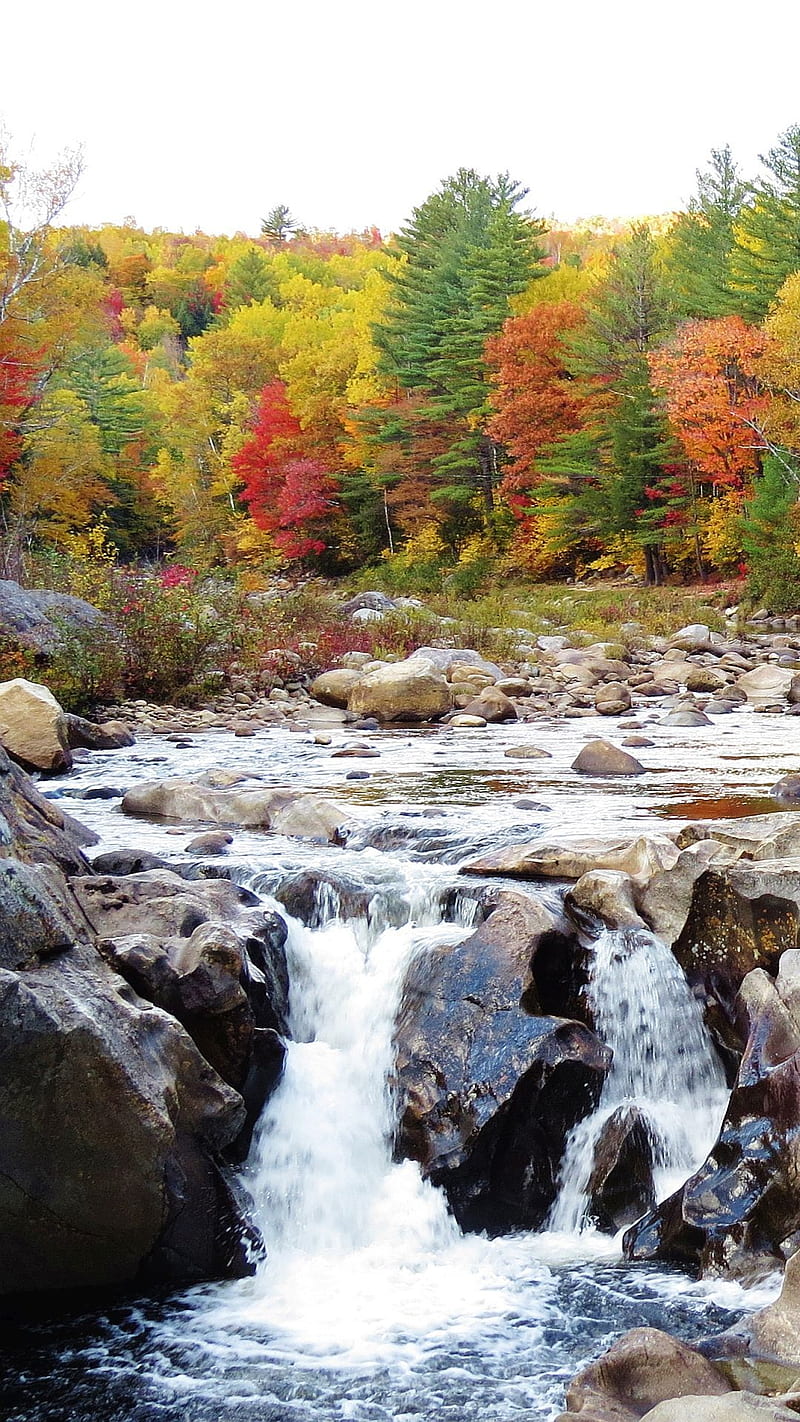 800x1422 HD nh fall wallpaper