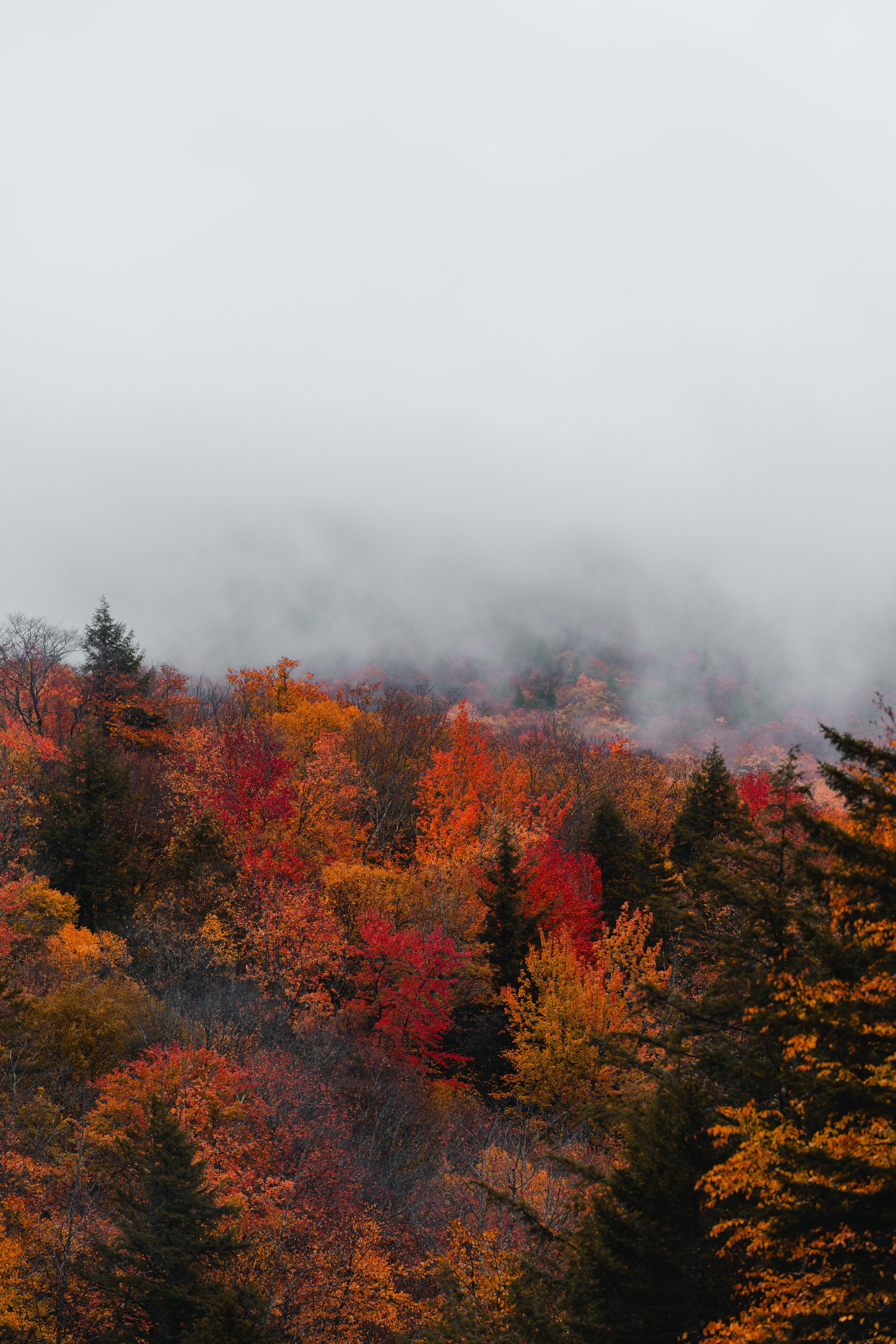 4672x7008 Autumn Foliage in the Mist, Lincoln, NH · Free