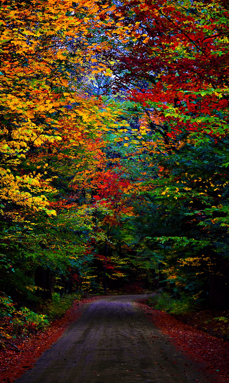 800x1333 New Hampshire Fall, autumn, dirt road, new hampshire, HD phone wallpaper