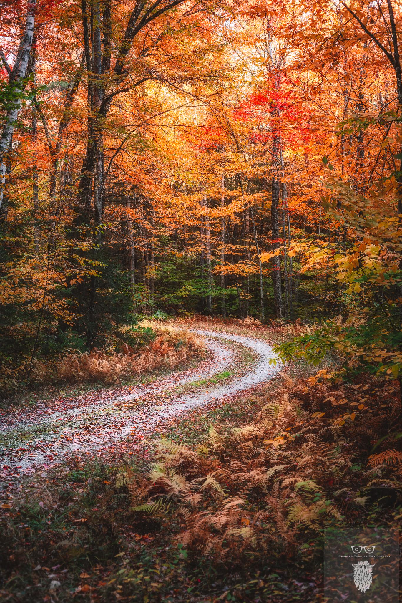 1366x2048 October Road, New Hampshire