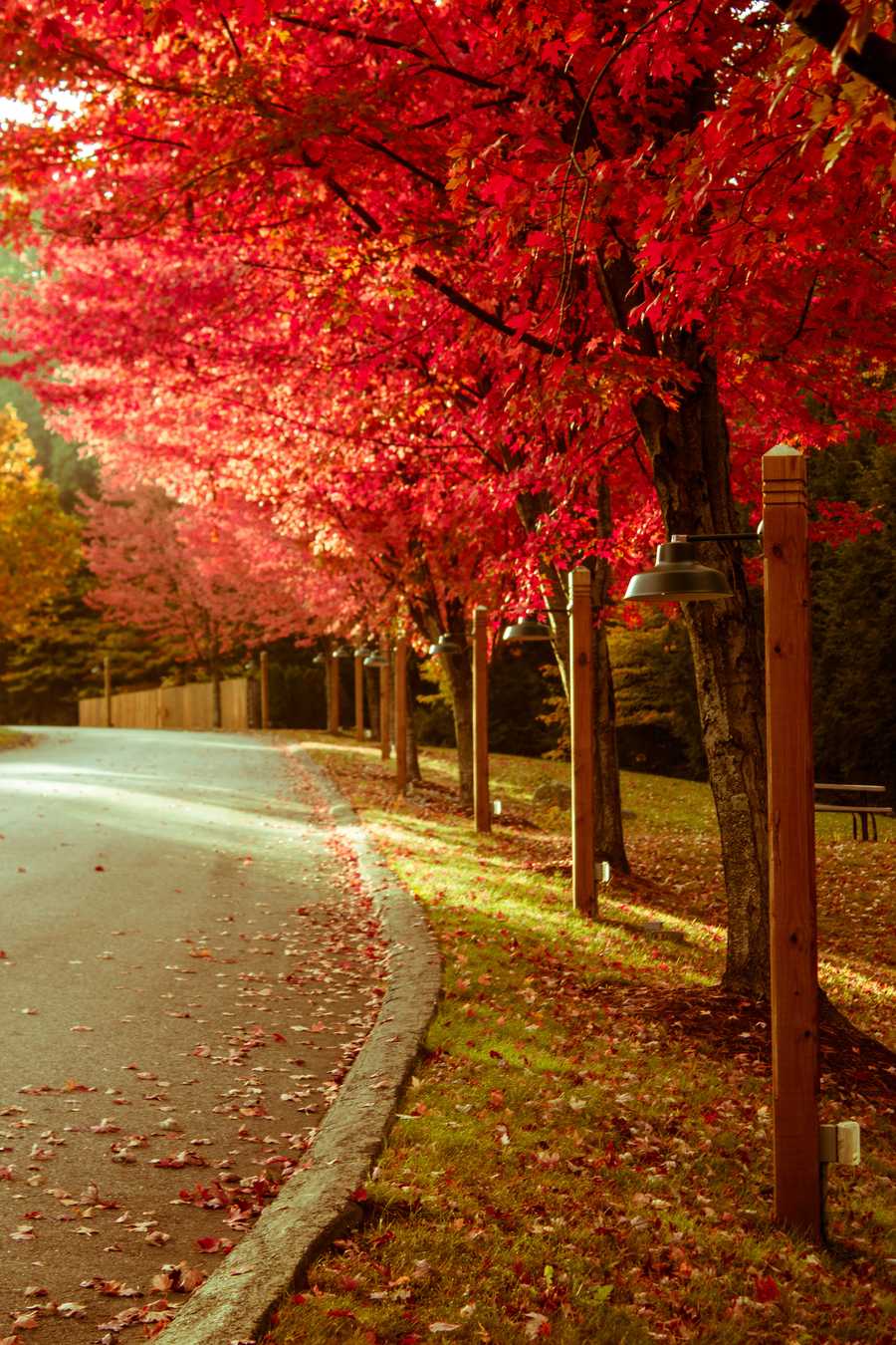 900x1350 Proof that New Hampshire has the best foliage in the country right now