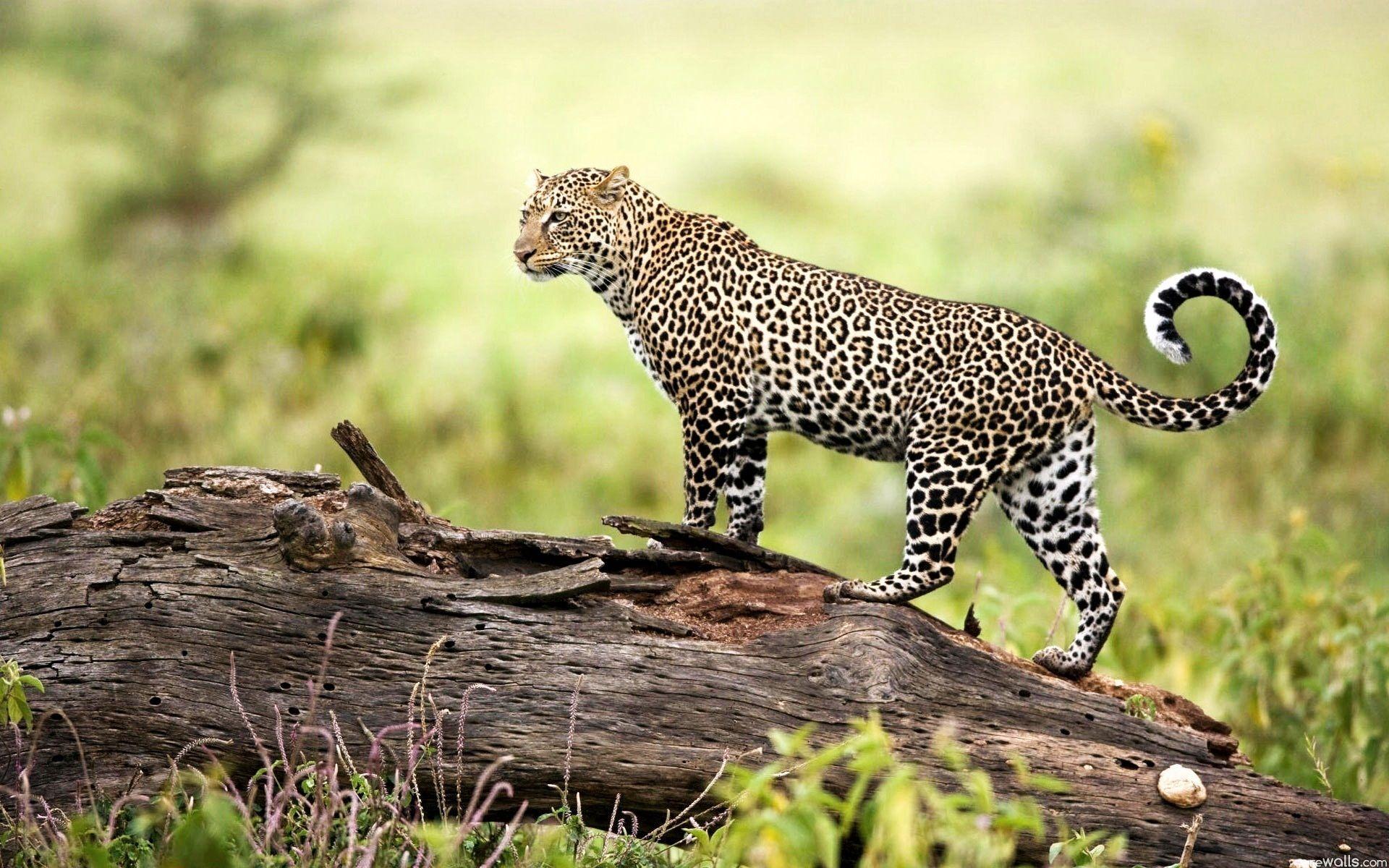 1920x1200 Wildlife HD Wallpaper
