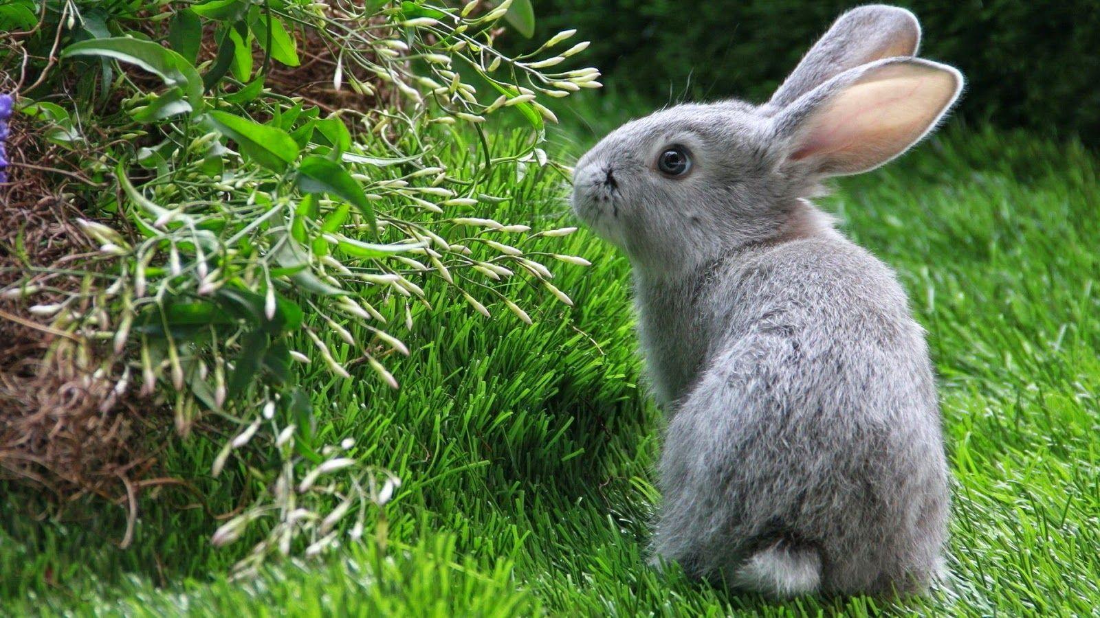 1600x900 Animal Nature Wallpaper