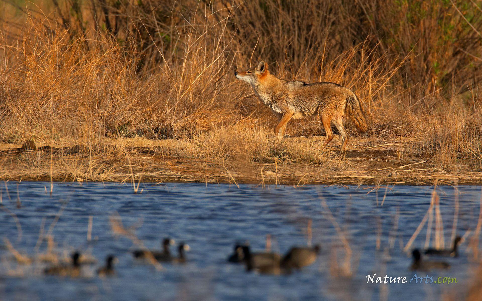 1920x1200 Wildlife Desktop Background
