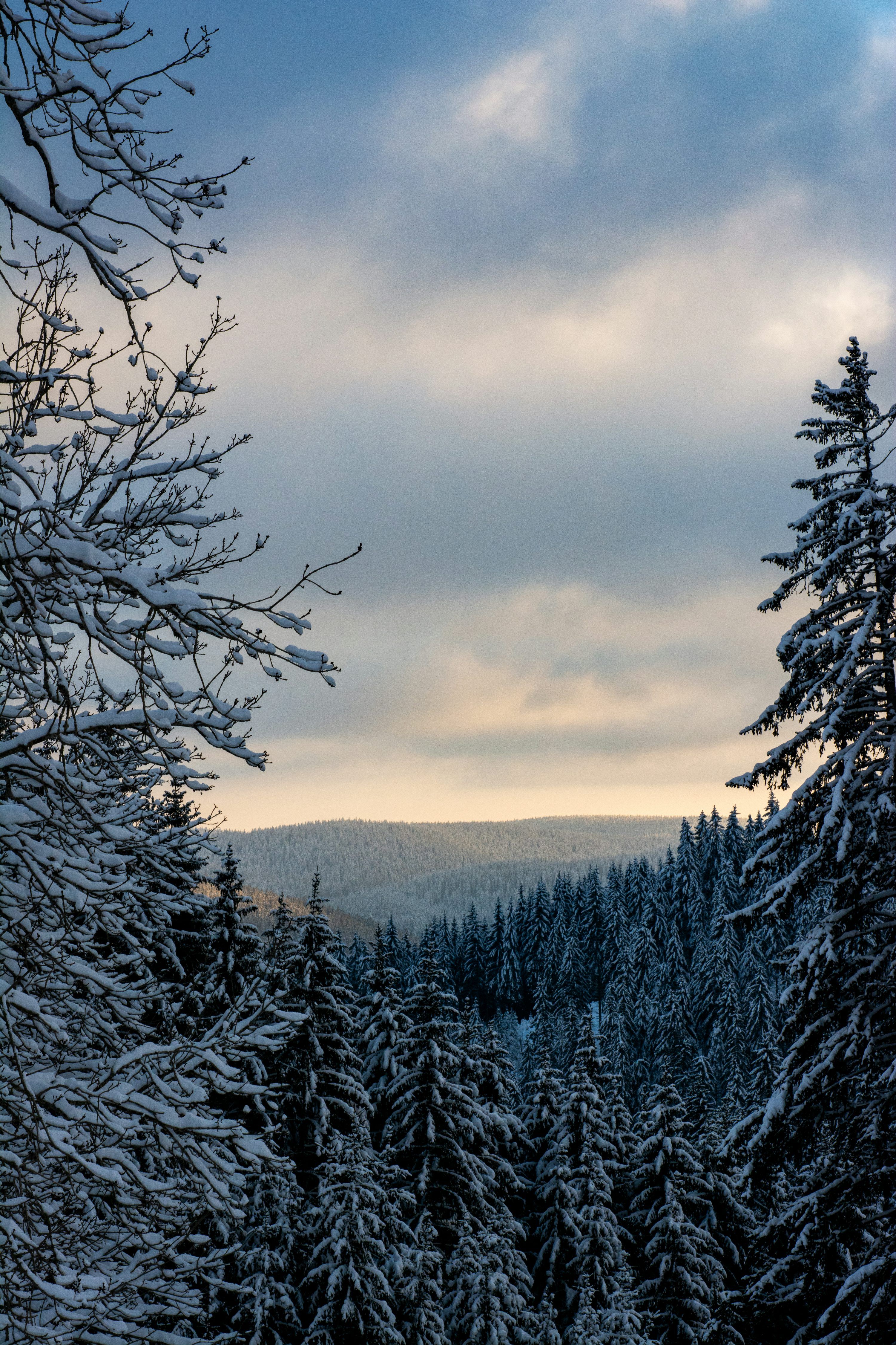 3000x4500 Snowy forest under a cloudy sky
