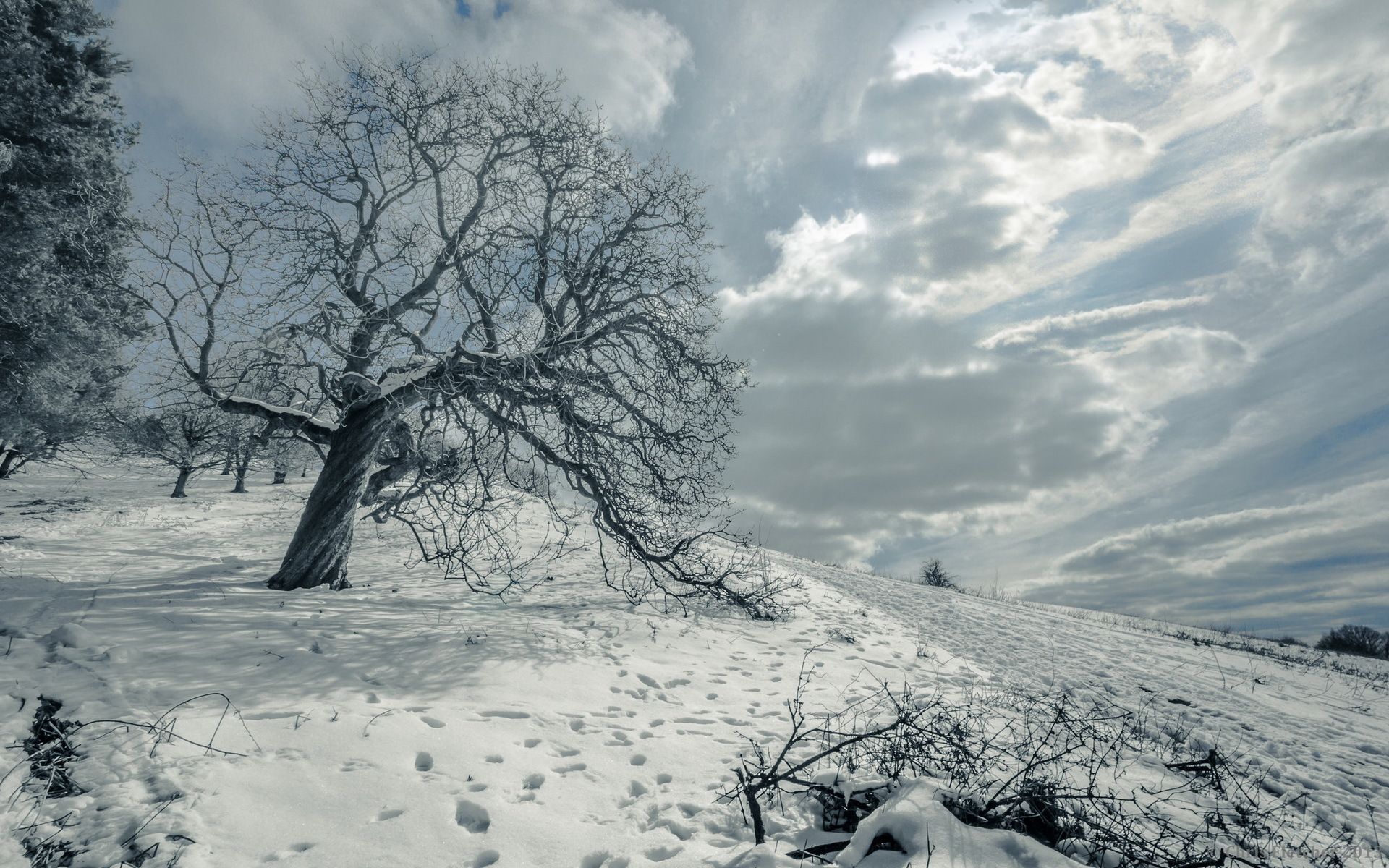 1920x1200 Download Snow Cloud Sky Tree Nature Winter HD Wallpaperx1200