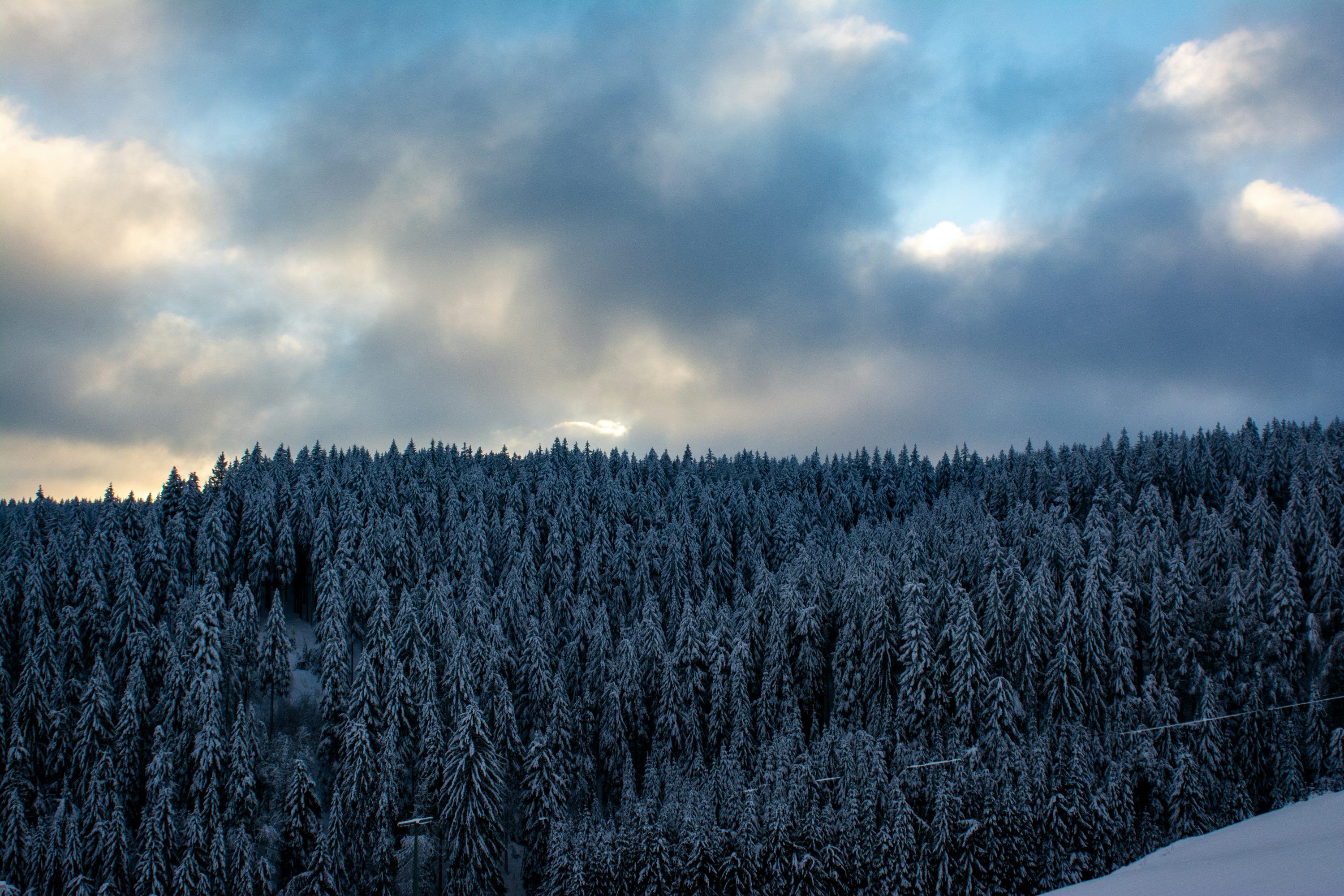3000x2000 Snow Covered Forest Under A Cloudy Sky