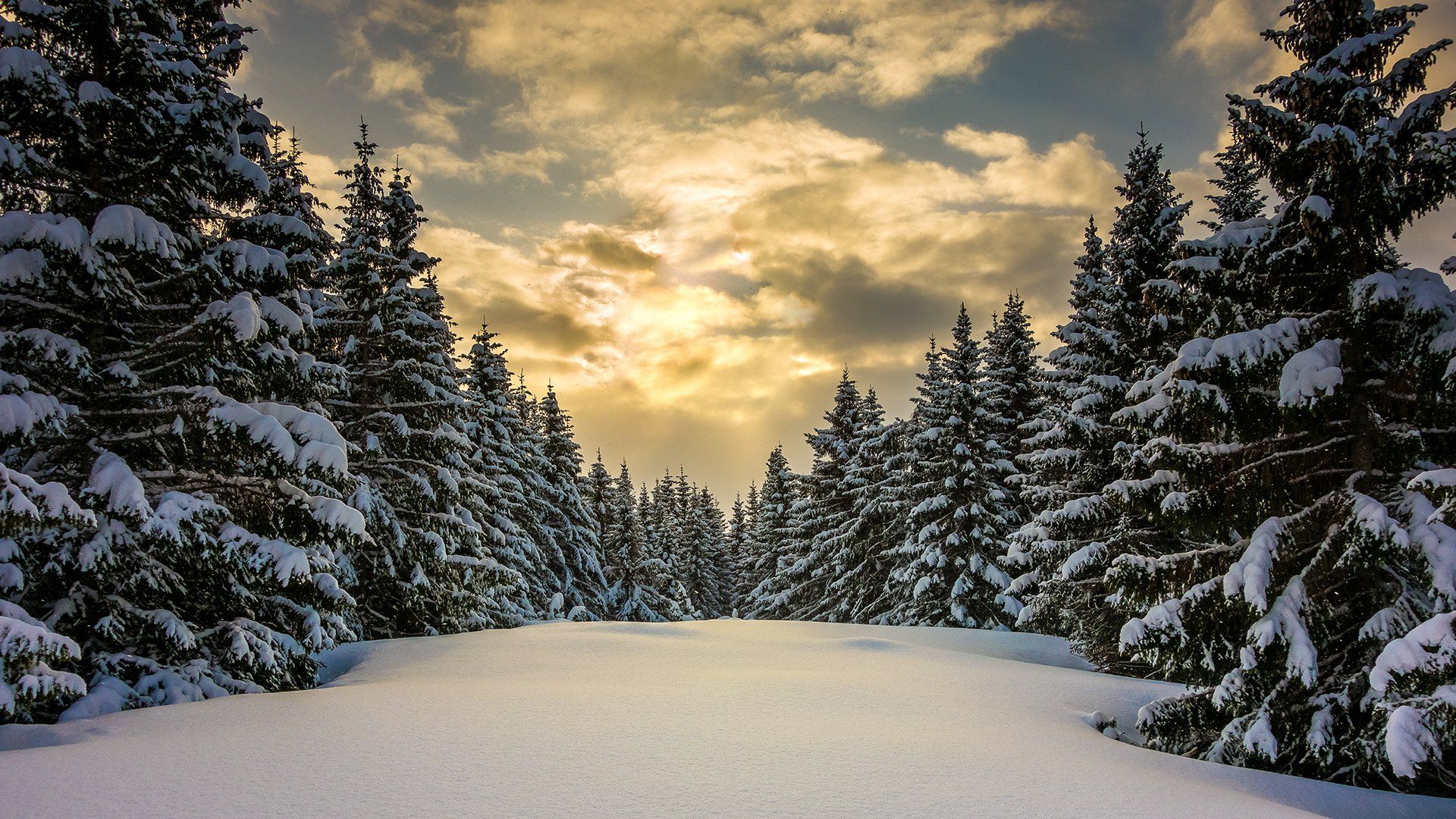 1920x1080 HD Winter Forest: Snow Lined Pines Beneath Clouded Skyx1080