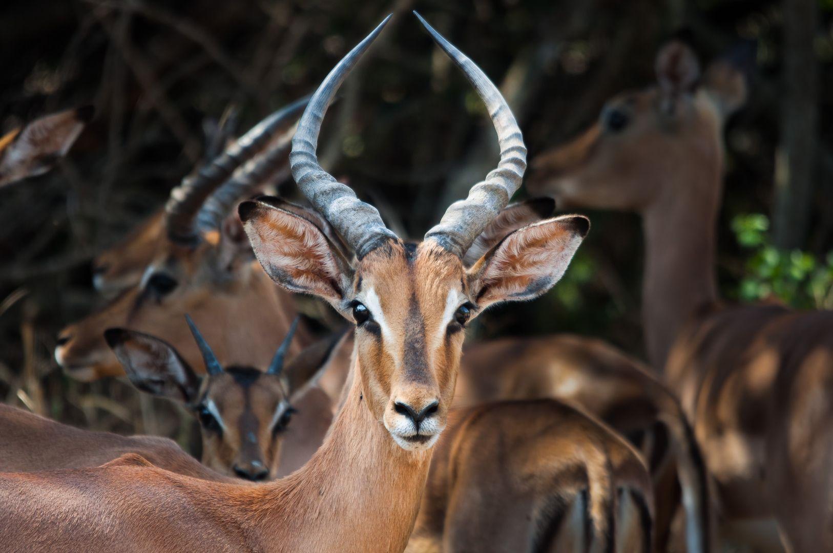 1626x1080 African Wildlife HD Wallpaper New Tab Theme