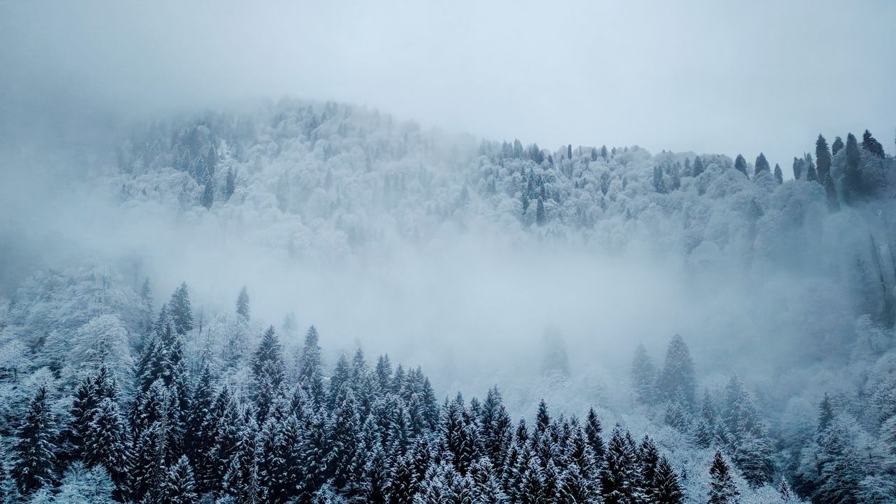 1260x709 Misty Winter Forest · Free