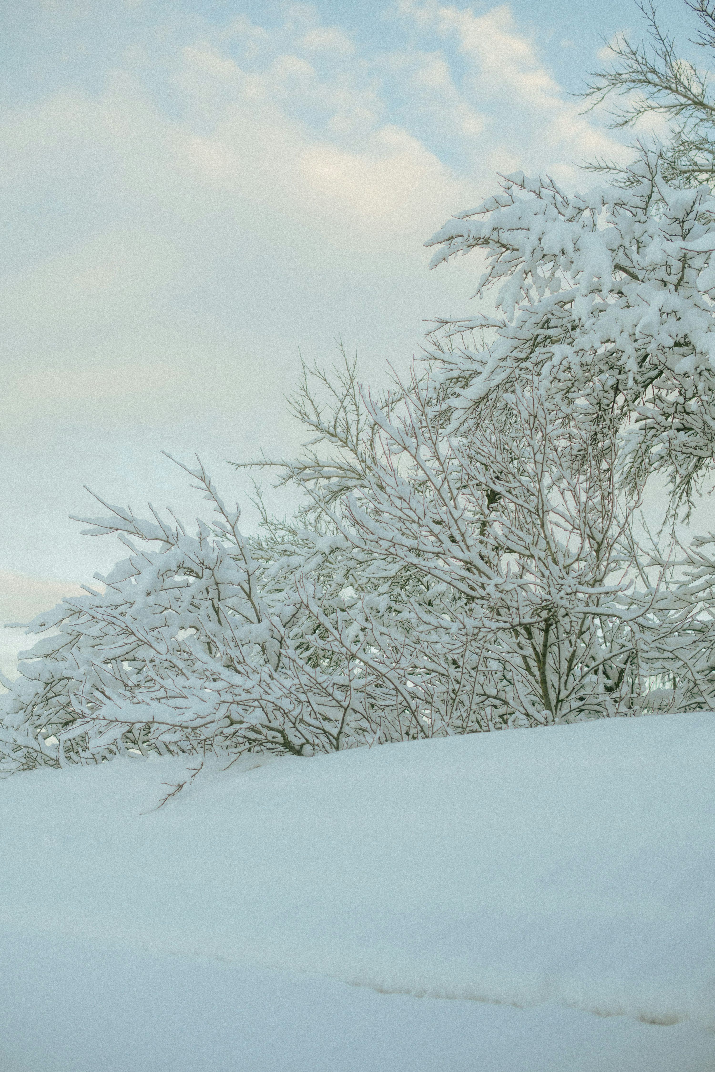 3000x4500 Snow Covered Trees Against A Cloudy Sky