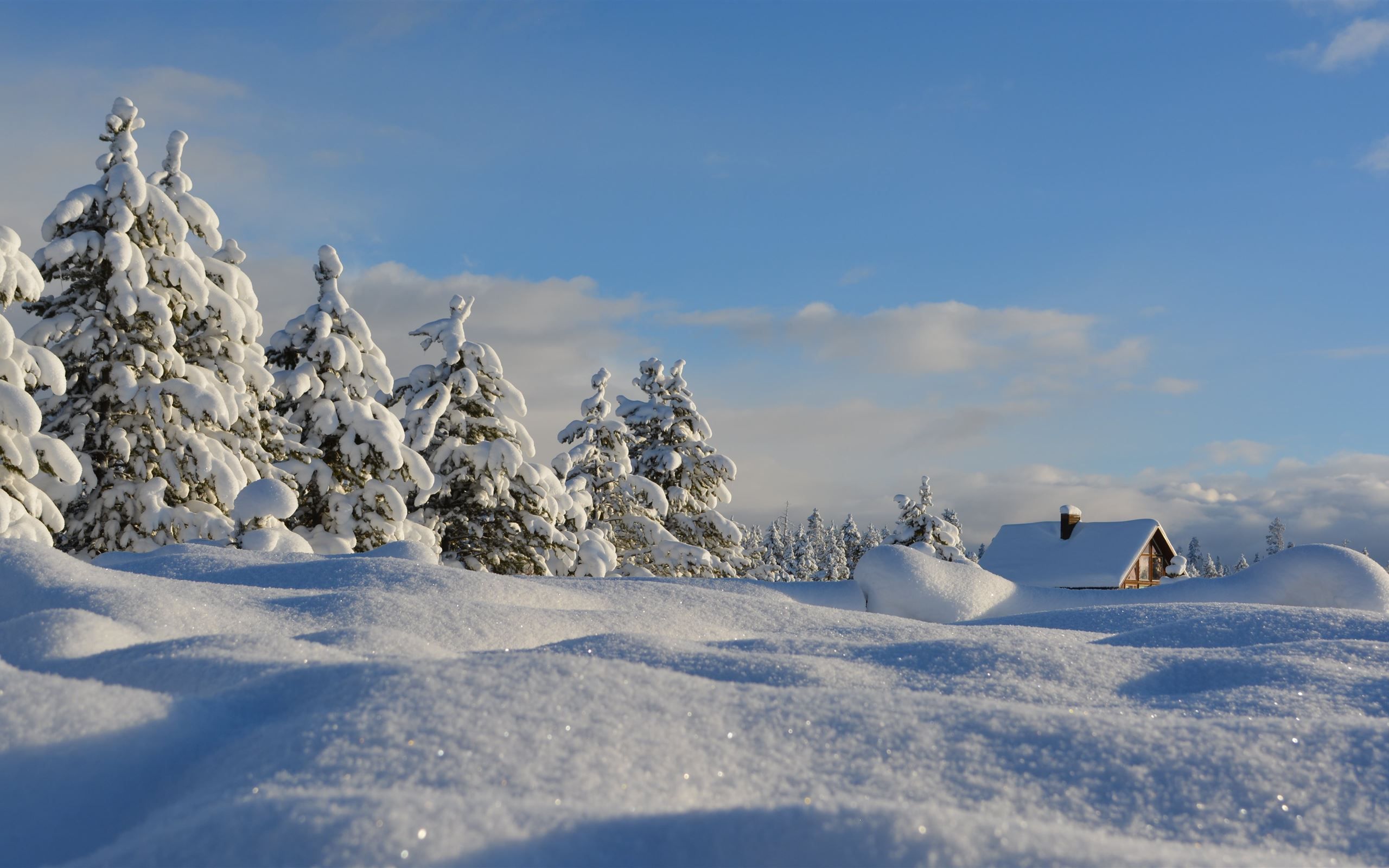 2560x1600 snow covered trees under blue cloudy sky MacBook Air Wallpaper Download