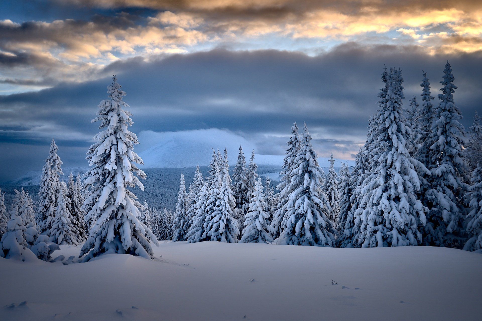 1920x1280 Snowy Twilight Pines
