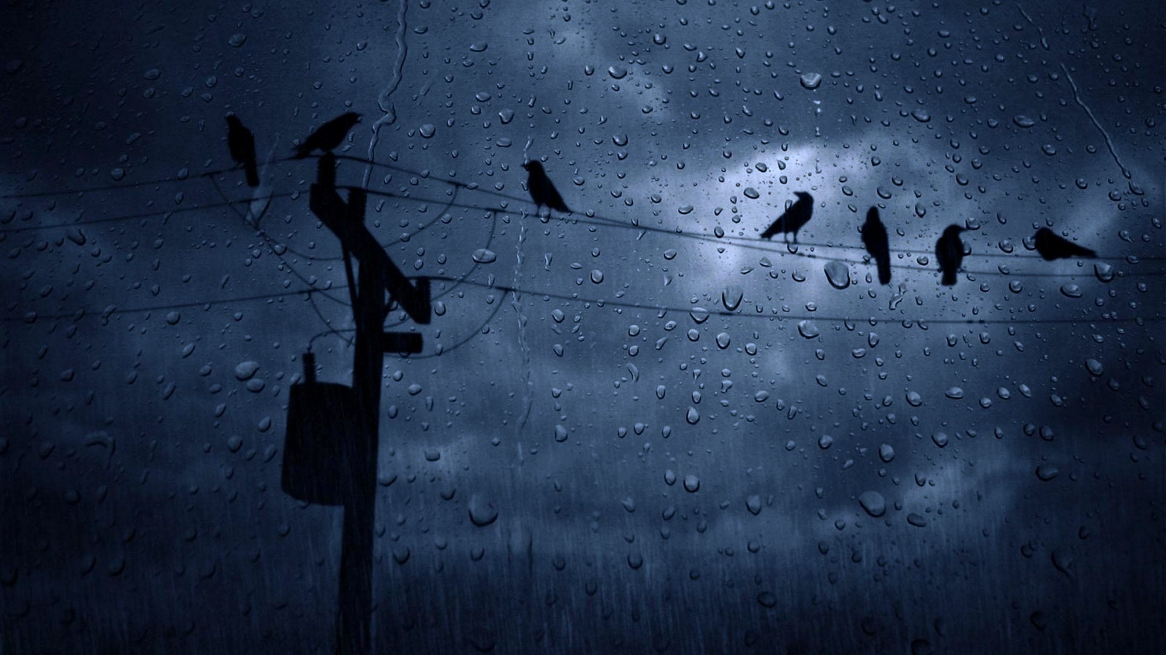 3840x2160 weather, Rain, Birds, Winter, Cloudy, Sky Wallpaper HD / Desktop and Mobile Background