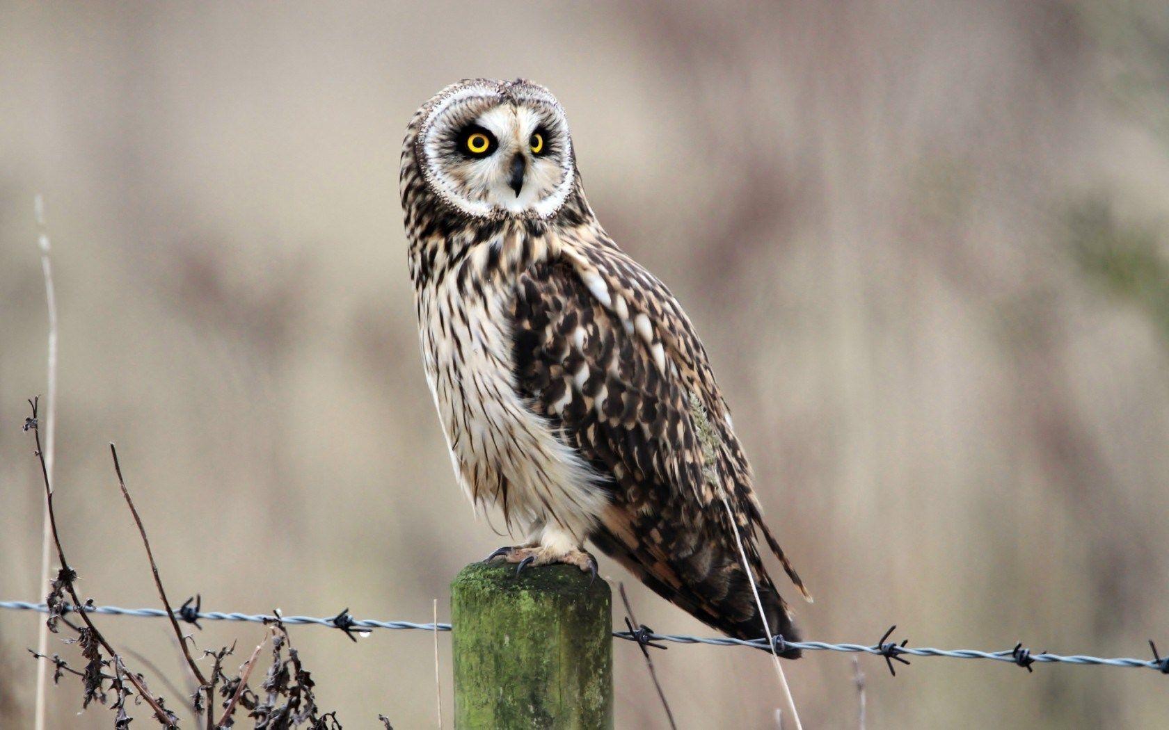 1680x1050 Free download Wildlife Bird Owl Nature HD Wallpaper List [1680x1050] for your Desktop, Mobile & Tablet. Explore Wildlife Wallpaper. Wildlife Wallpaper for Computer Screen, Free Wildlife Wallpaper for