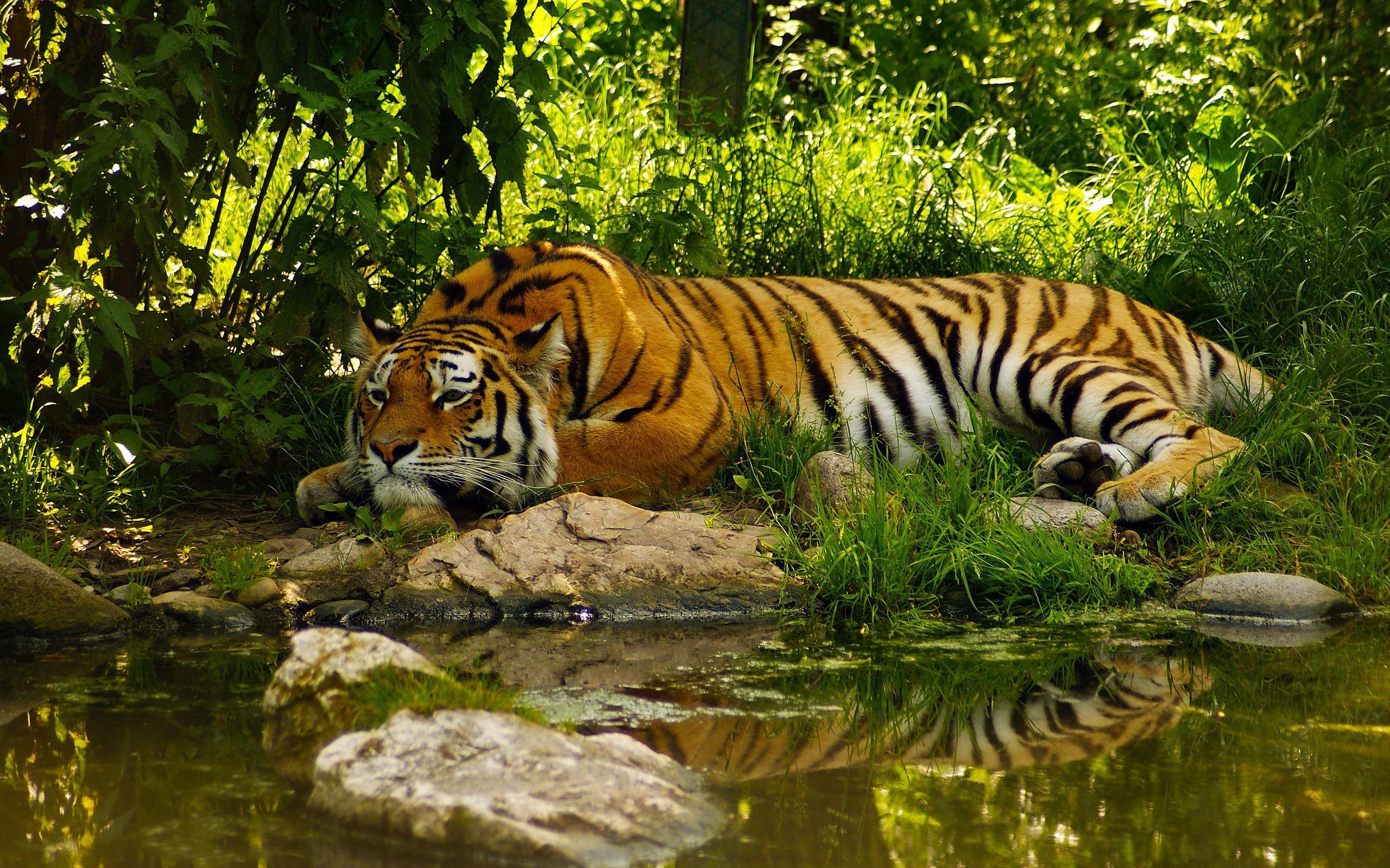 2560x1600 Animal Nature Wallpaper Full HD .