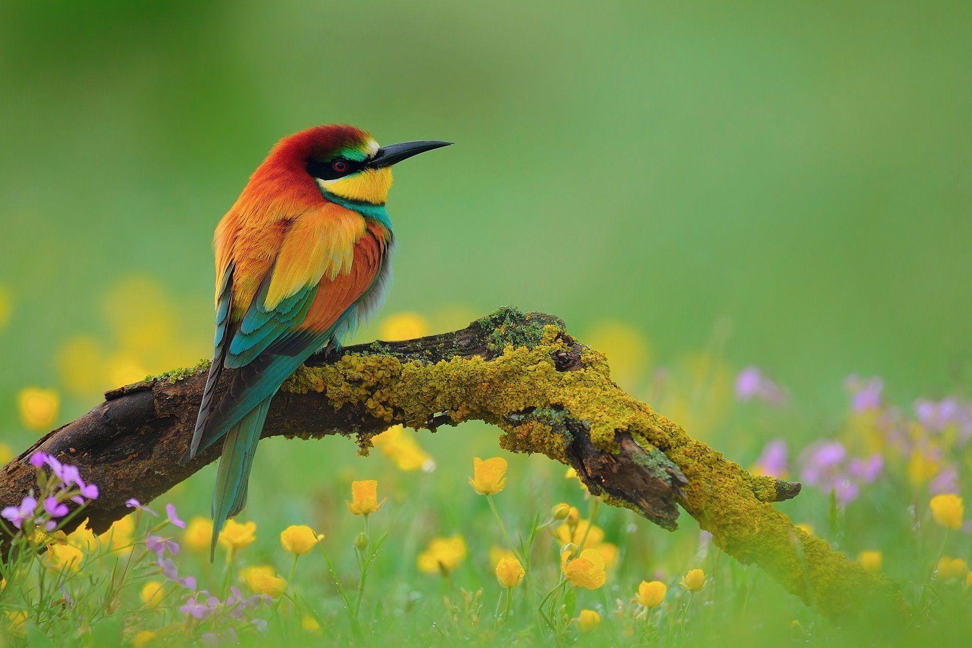 1920x1280 nature, Animal, Bird, National, Geographic, Green, Flower, Hd, Wallpaper Wallpaper HD / Desktop and Mobile Background