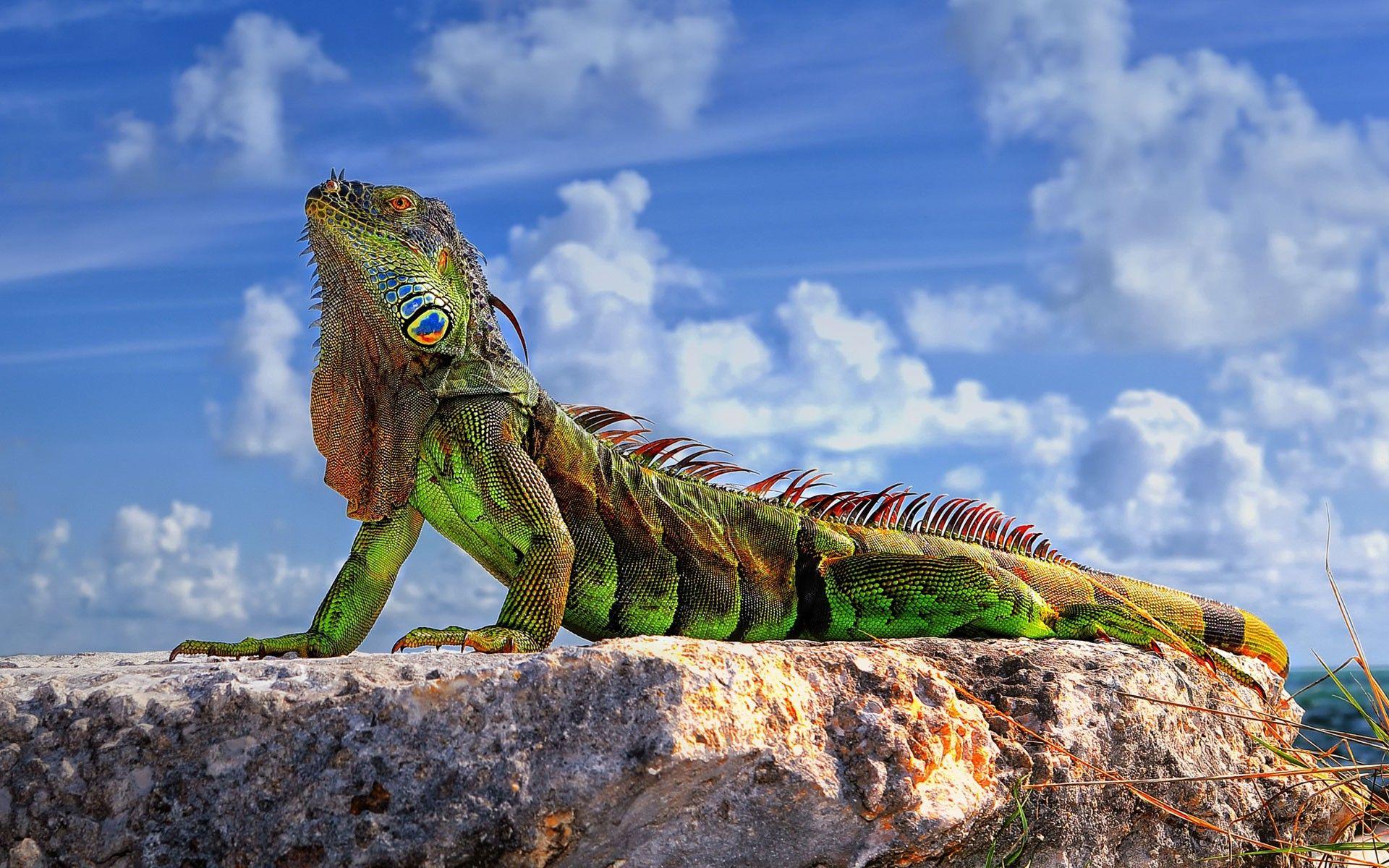 1920x1200 animals, Wildlife, Reptile, Iguana, Nature Wallpaper HD / Desktop and Mobile Background