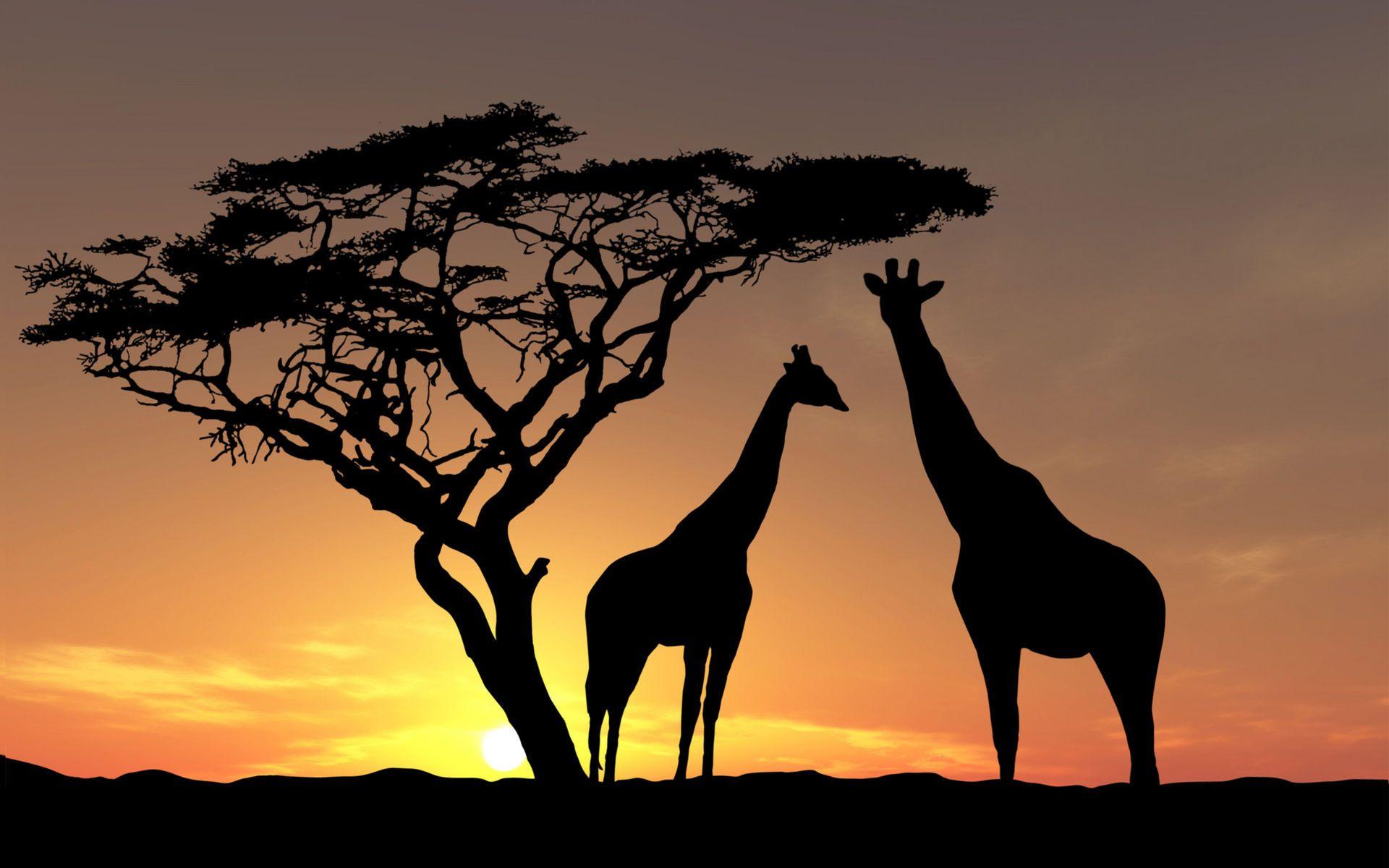 1920x1200 Wildlife Desktop Background