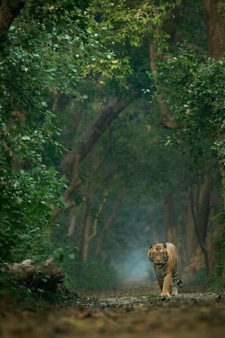 736x1104 Tumblr. Wild animals photography, Nature animals, Animal photography