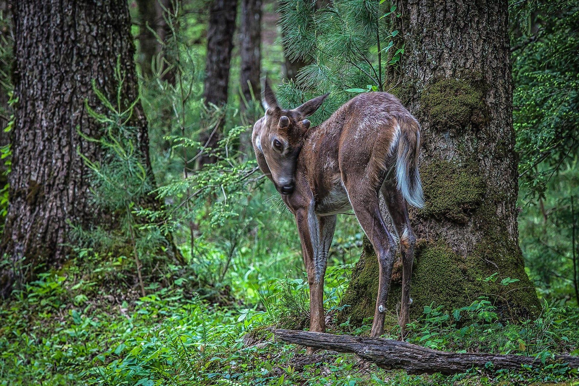1920x1280 Forest, Abstract HD Wallpaper, Deer, Free Wallpaper, Life, Smart Phones Ios, Babiesanimals, 4k, Nature, Wildlife, Trees, Fawn, 1920x1280