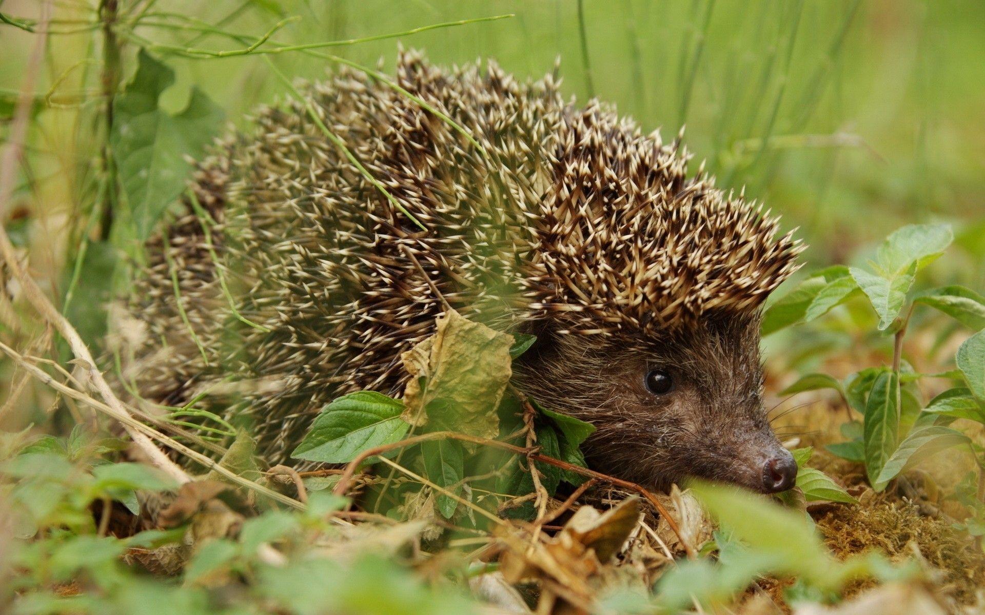 1920x1200 Nature Animals Wildlife HD wallpaper