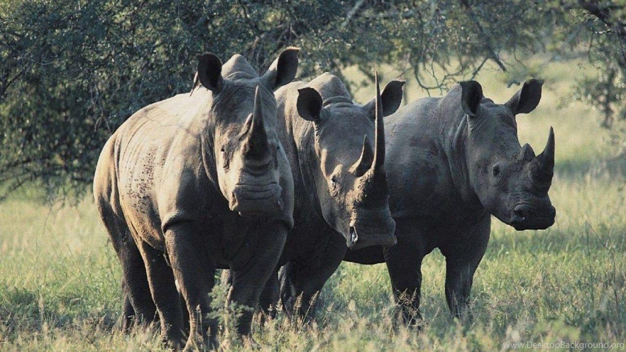 1280x720 Wild Animals HD Desktop Wallpaper Universal Unique Tubes Desktop Background