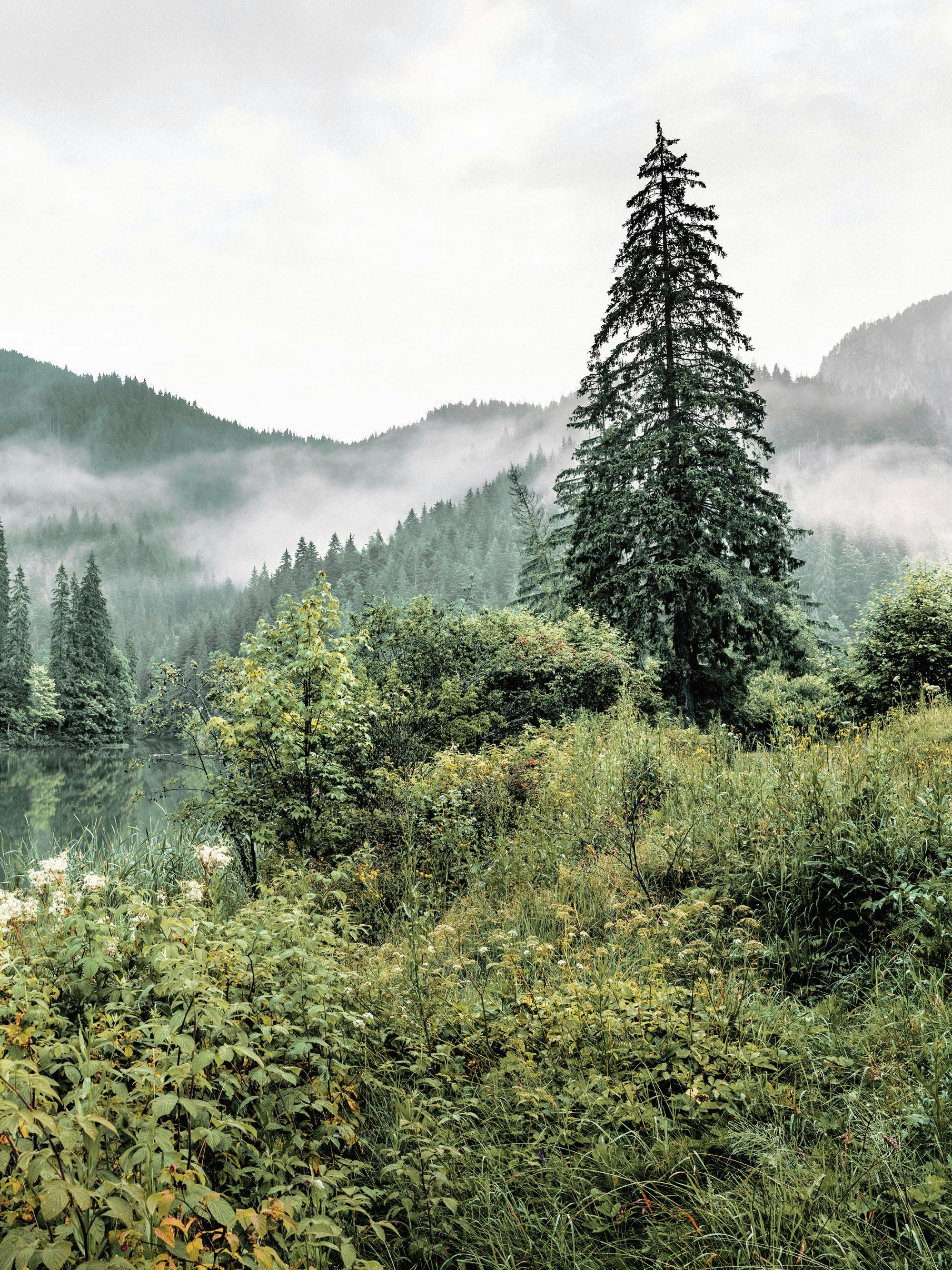 2000x2667 Forest Landscape No2 Forest Landscape Poster. Poster Store US