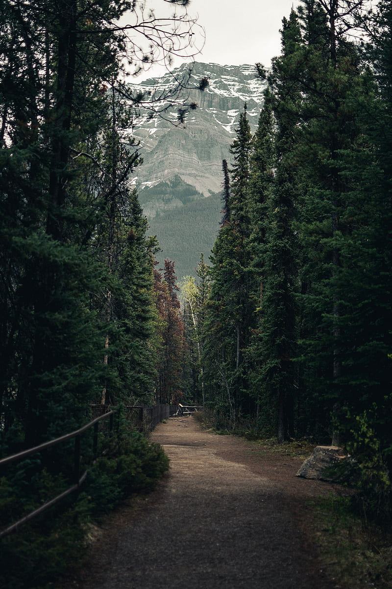 800x1200 Trail, forest, mountains, trees, landscape, HD phone wallpaper